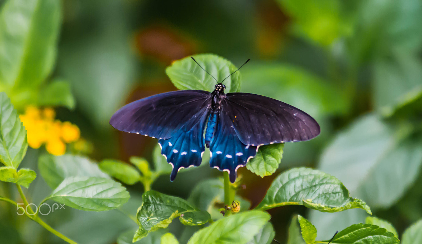 Minolta AF 80-200mm F2.8 HS-APO G sample photo. Beautiful blue/purple butterfly photography
