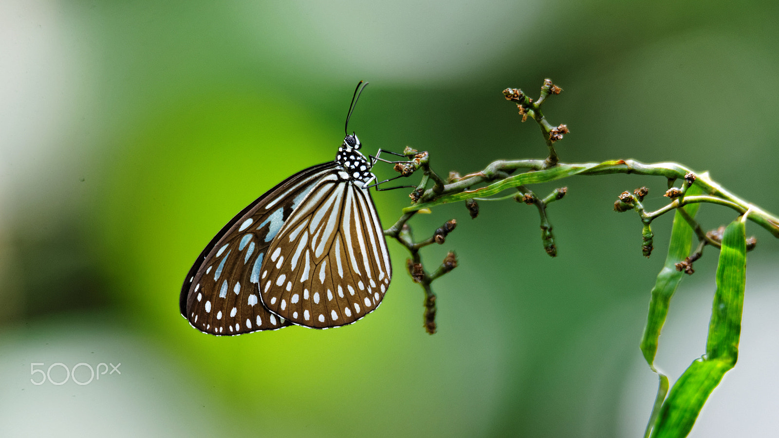 Tamron SP 150-600mm F5-6.3 Di VC USD sample photo. Butterfly photography