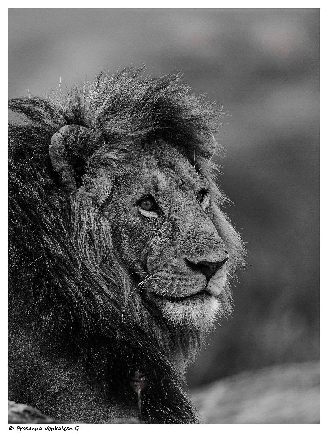 Nikon D800 + Nikon AF-S Nikkor 500mm F4G ED VR sample photo. Lion king photography