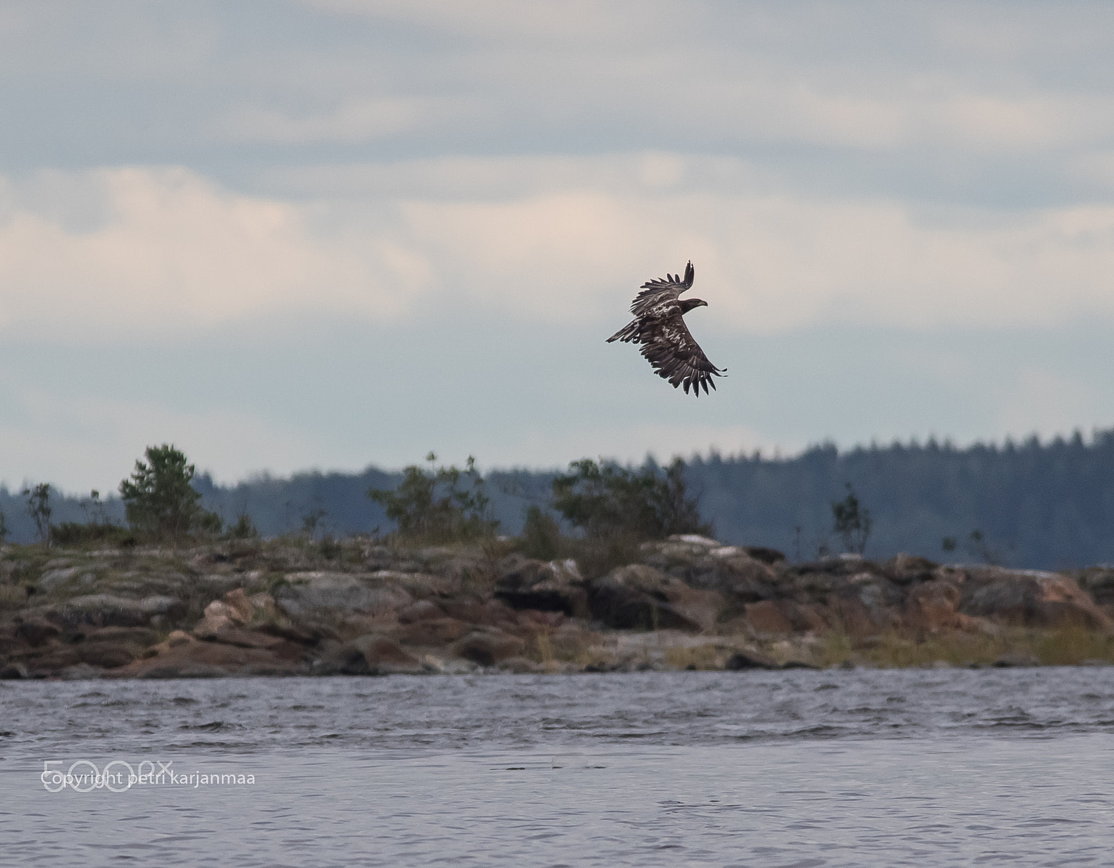 Canon EF 300mm f/2.8L + 1.4x sample photo. Call of the sea photography