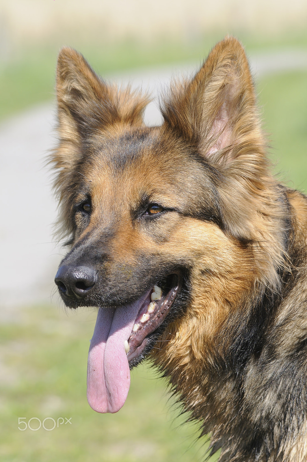 Sigma 150-500mm F5-6.3 DG OS HSM sample photo. Old german shepherd dog photography