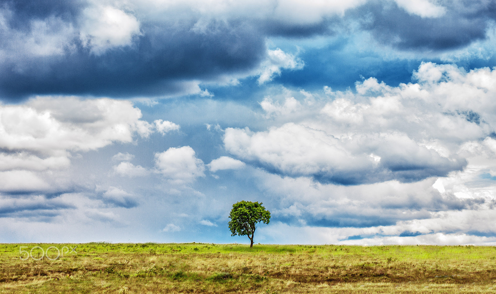 Canon EOS-1Ds Mark III sample photo. Lonely tree photography