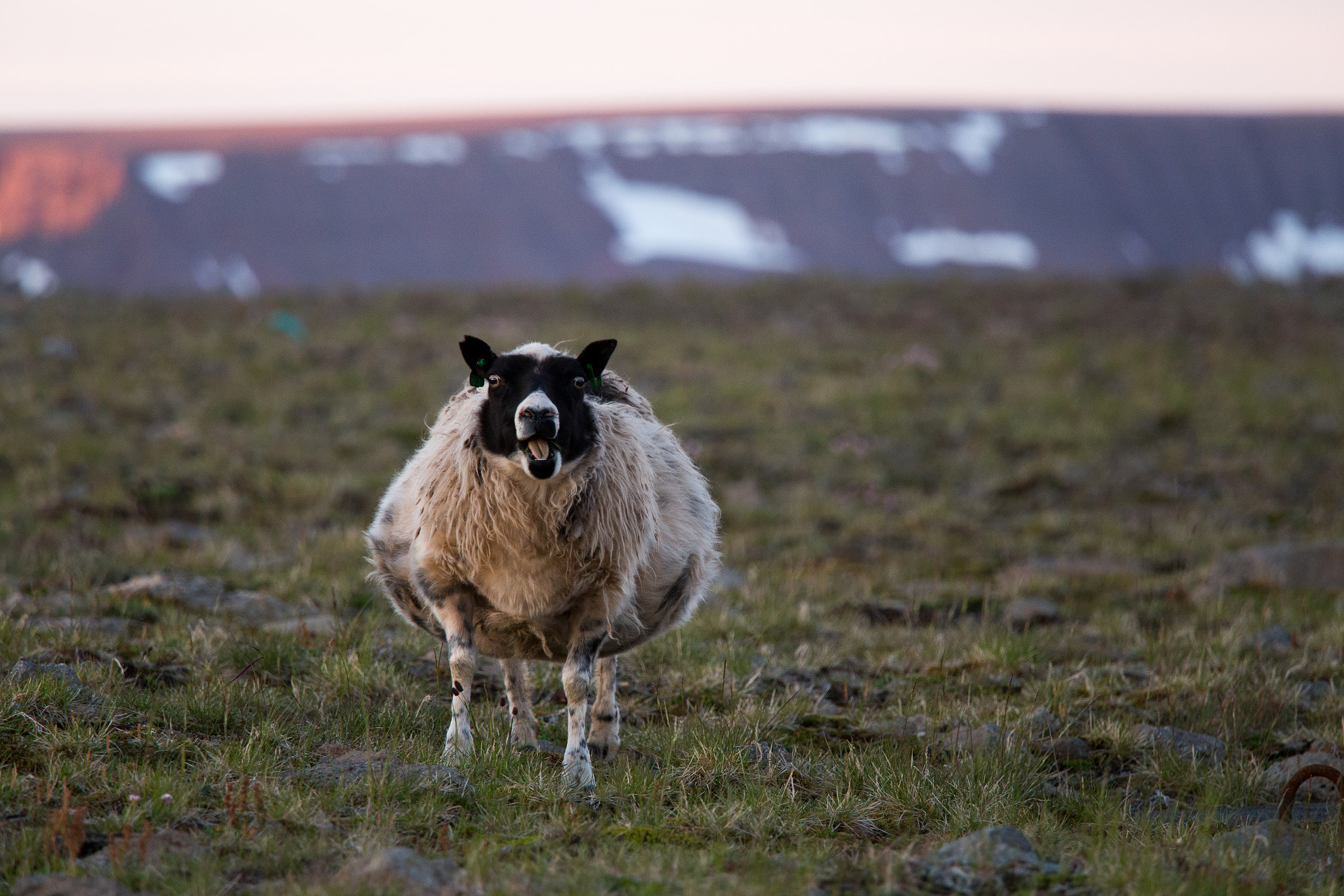 Canon EF 70-200mm F4L IS USM sample photo. Sheep photography