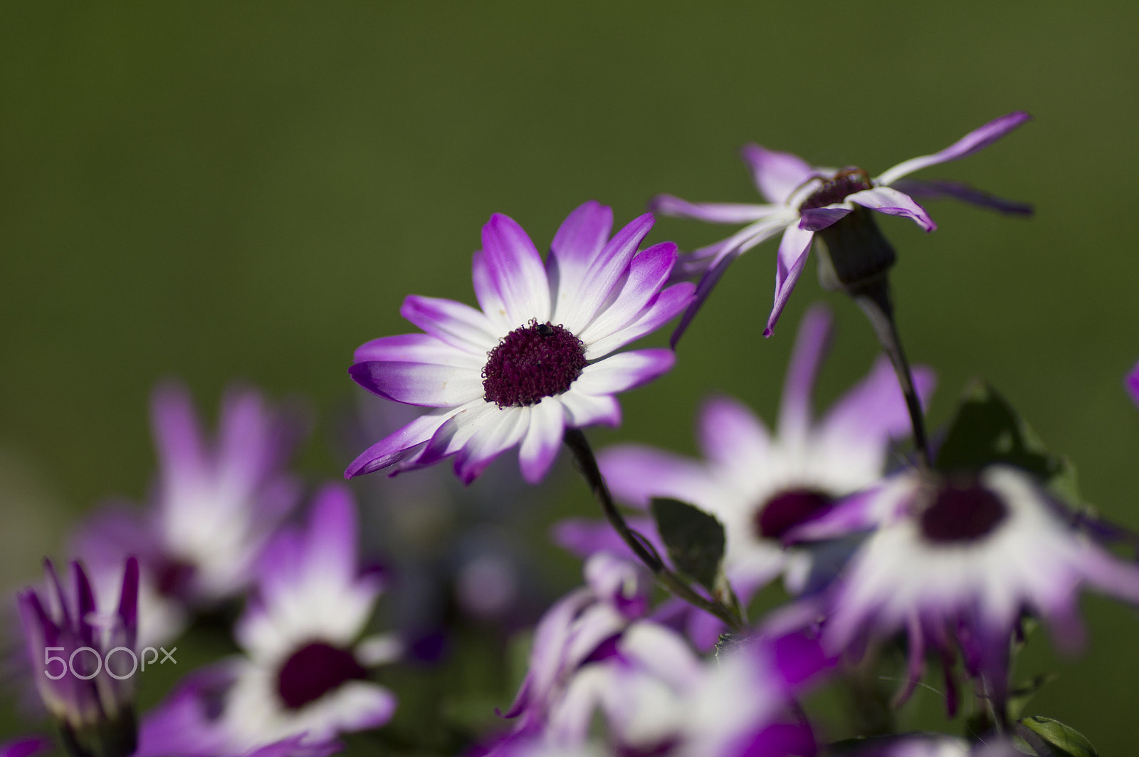 Sony SLT-A55 (SLT-A55V) + Tamron SP AF 90mm F2.8 Di Macro sample photo. Flower photography
