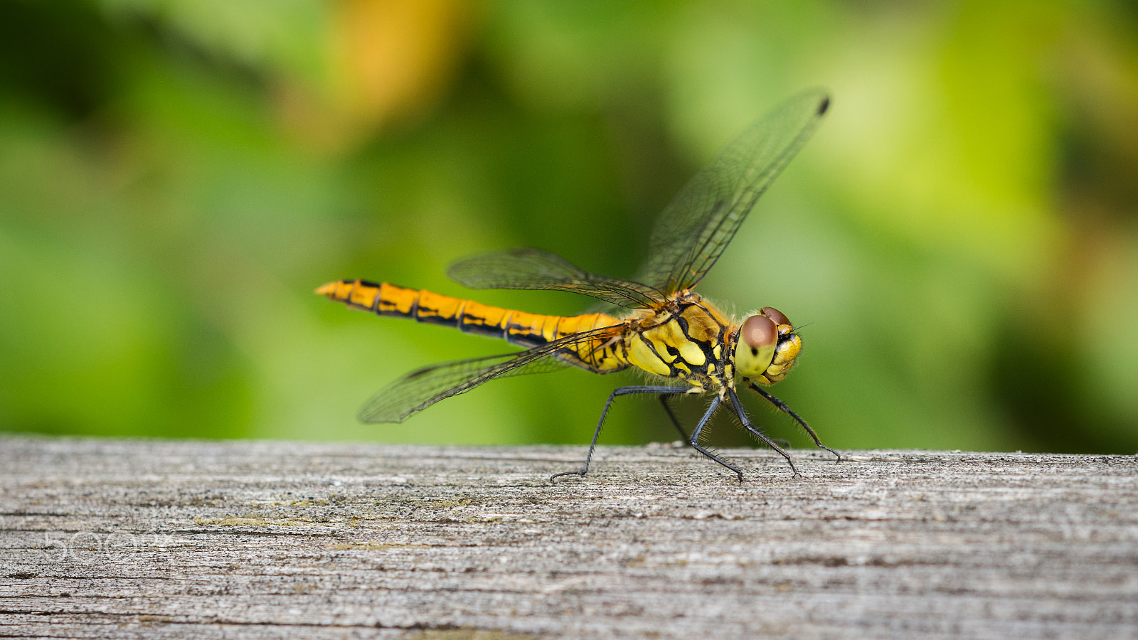 Sigma 105mm F2.8 EX DG OS HSM sample photo