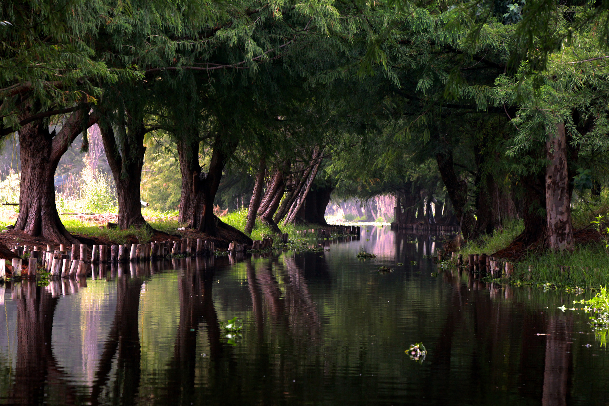 Canon EOS 650D (EOS Rebel T4i / EOS Kiss X6i) sample photo. Xochimilco photography