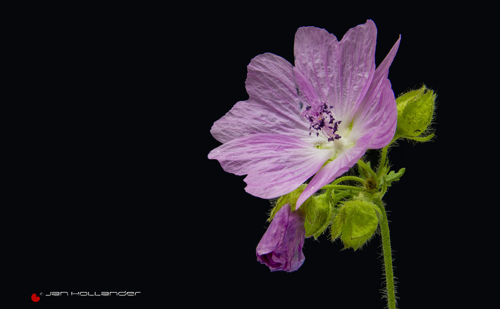 Pentax K-3 sample photo. Roadside flower photography