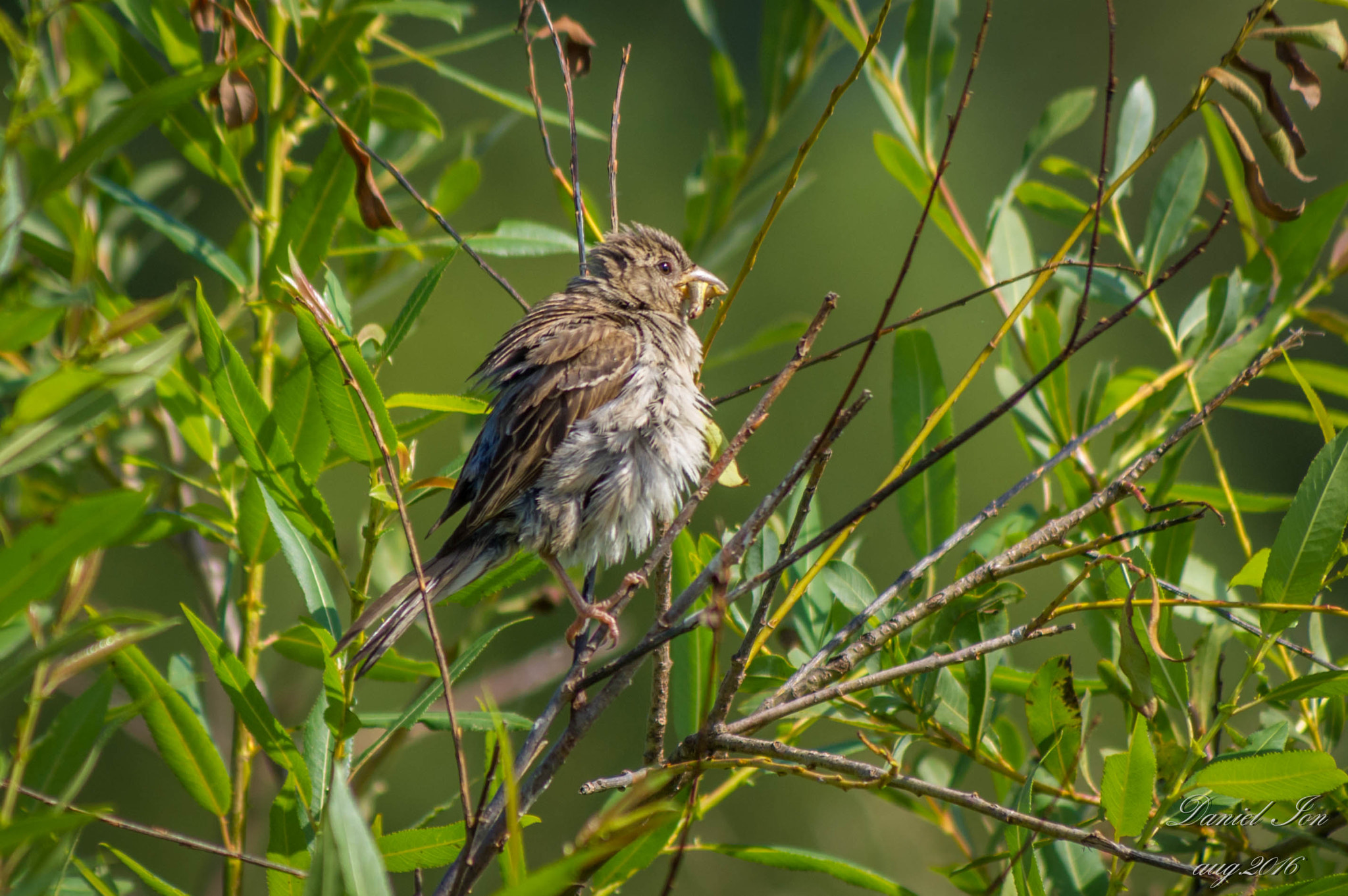 smc PENTAX-FA 80-320mm F4.5-5.6 sample photo. Passer montanus photography
