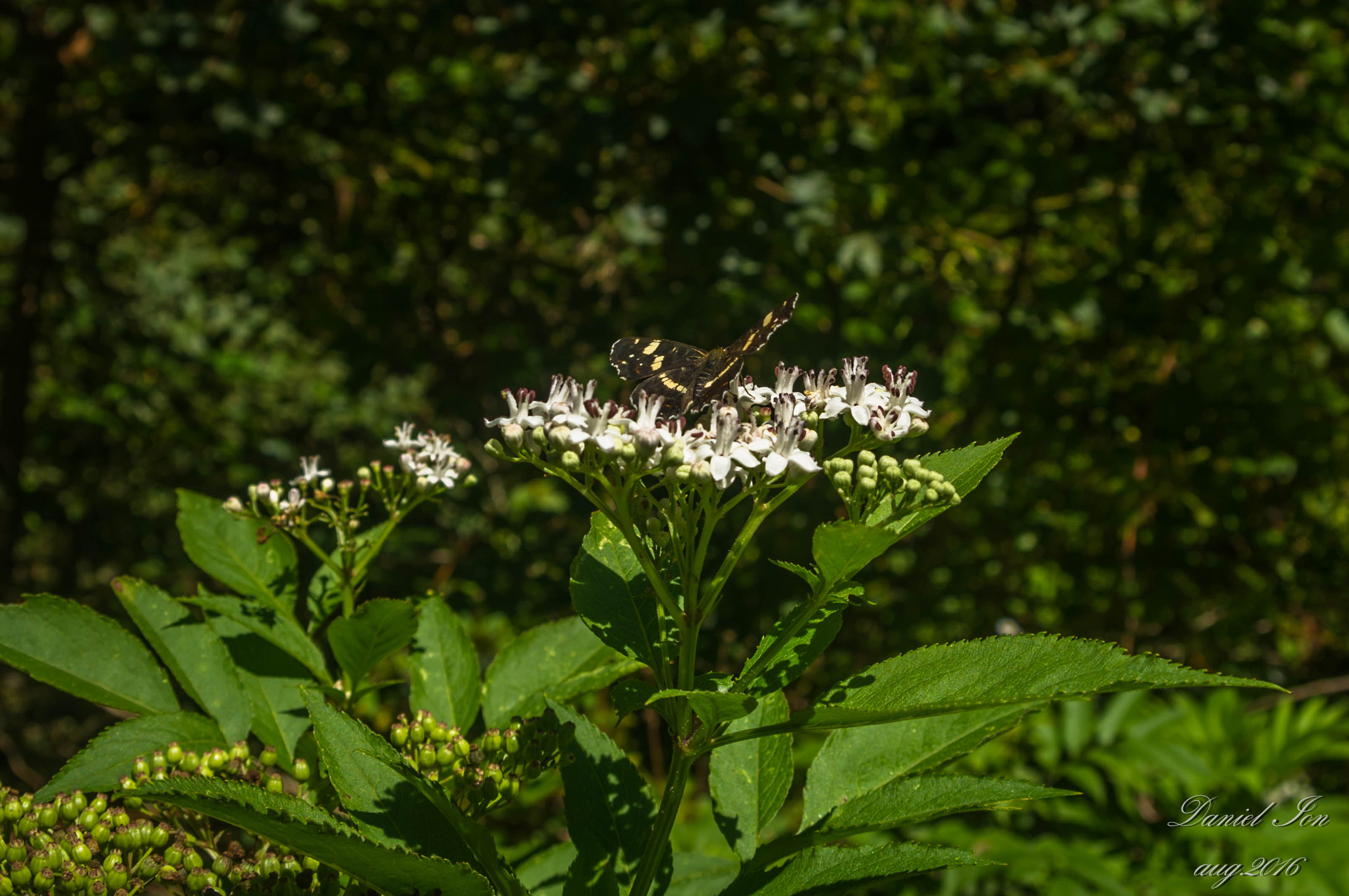 Pentax K-x sample photo. Butterfly photography