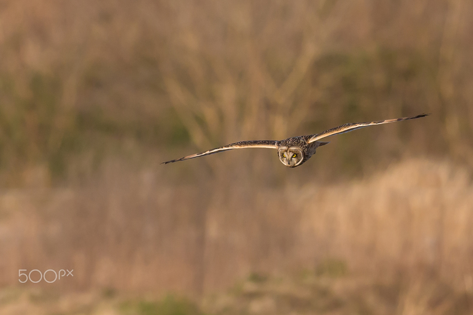 Canon EF 500mm F4L IS II USM sample photo. Gliding owl photography