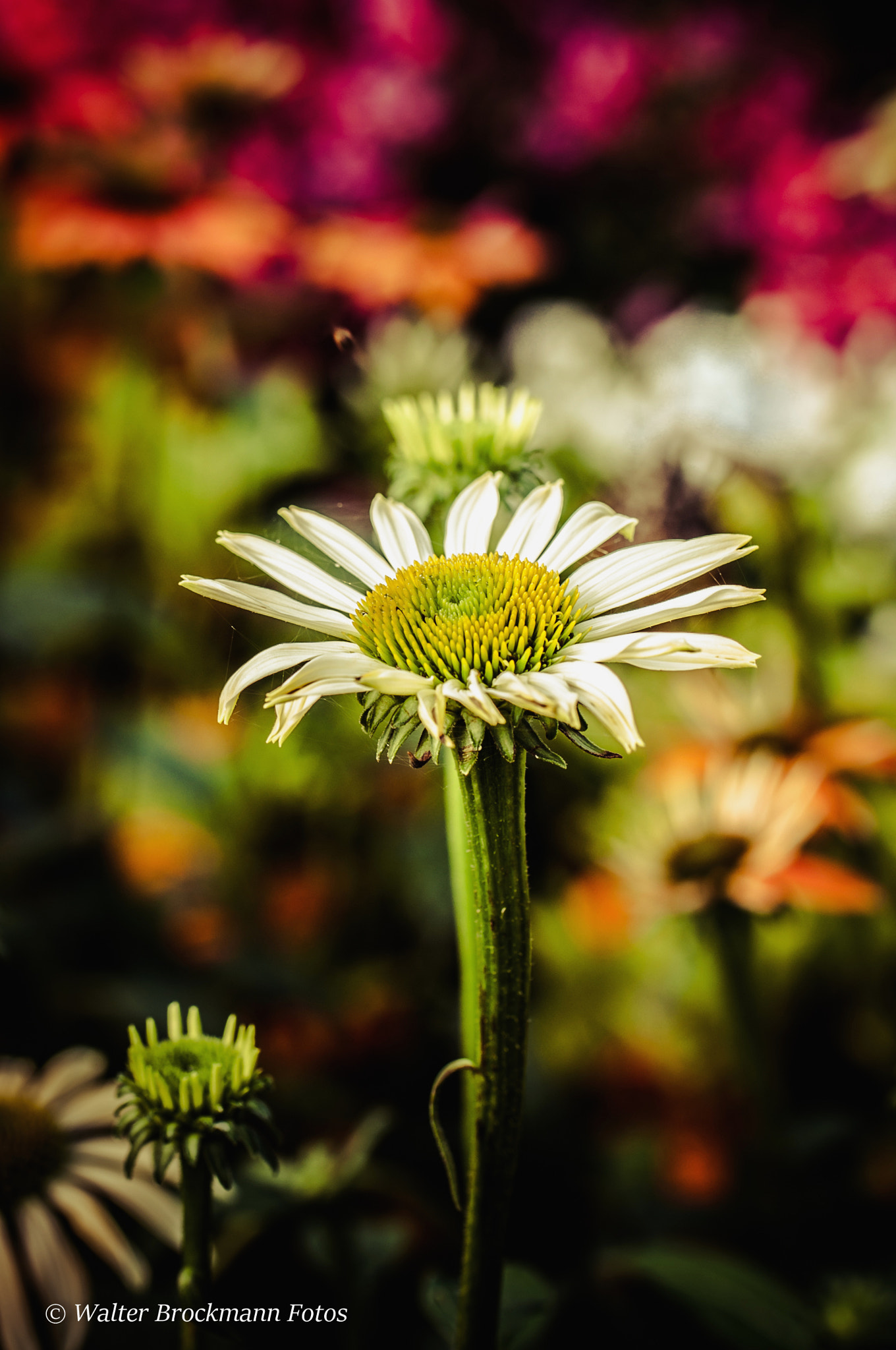 Nikon D5000 sample photo. Tamron 60mm 2.0 macro photography