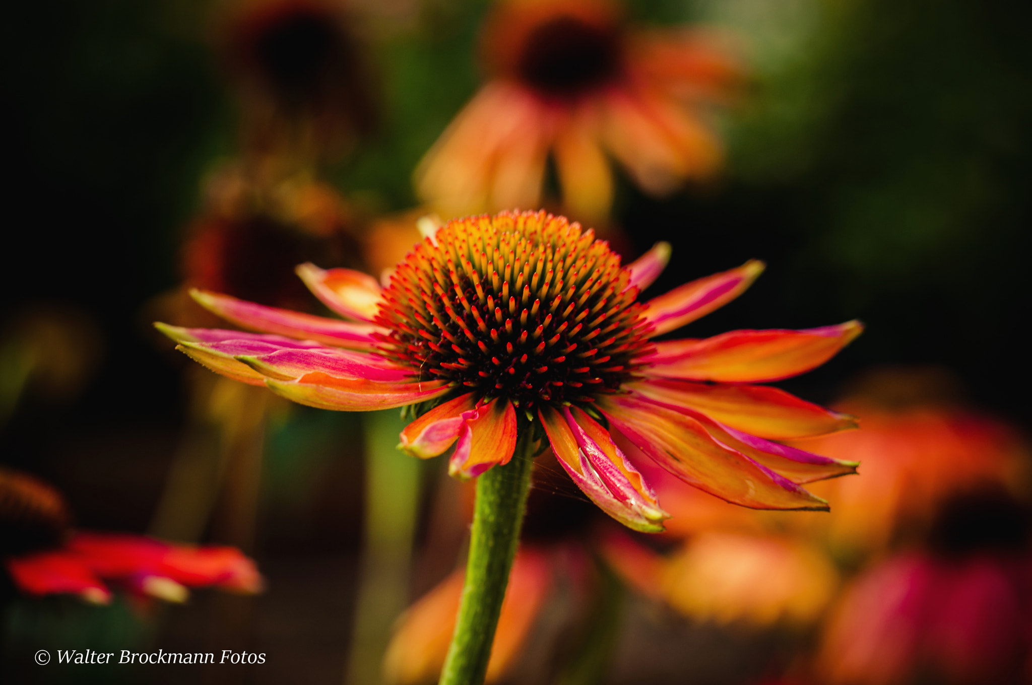 Nikon D5000 sample photo. Tamron 60mm 2.0 macro photography