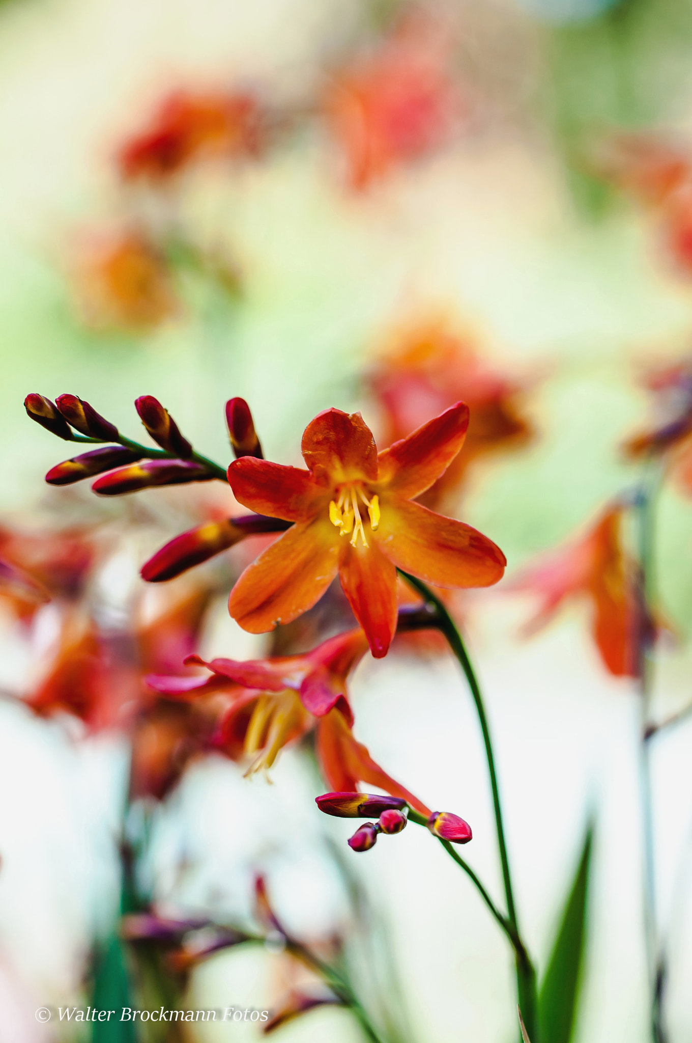 Nikon D5000 sample photo. Tamron 60mm 2.0 macro photography