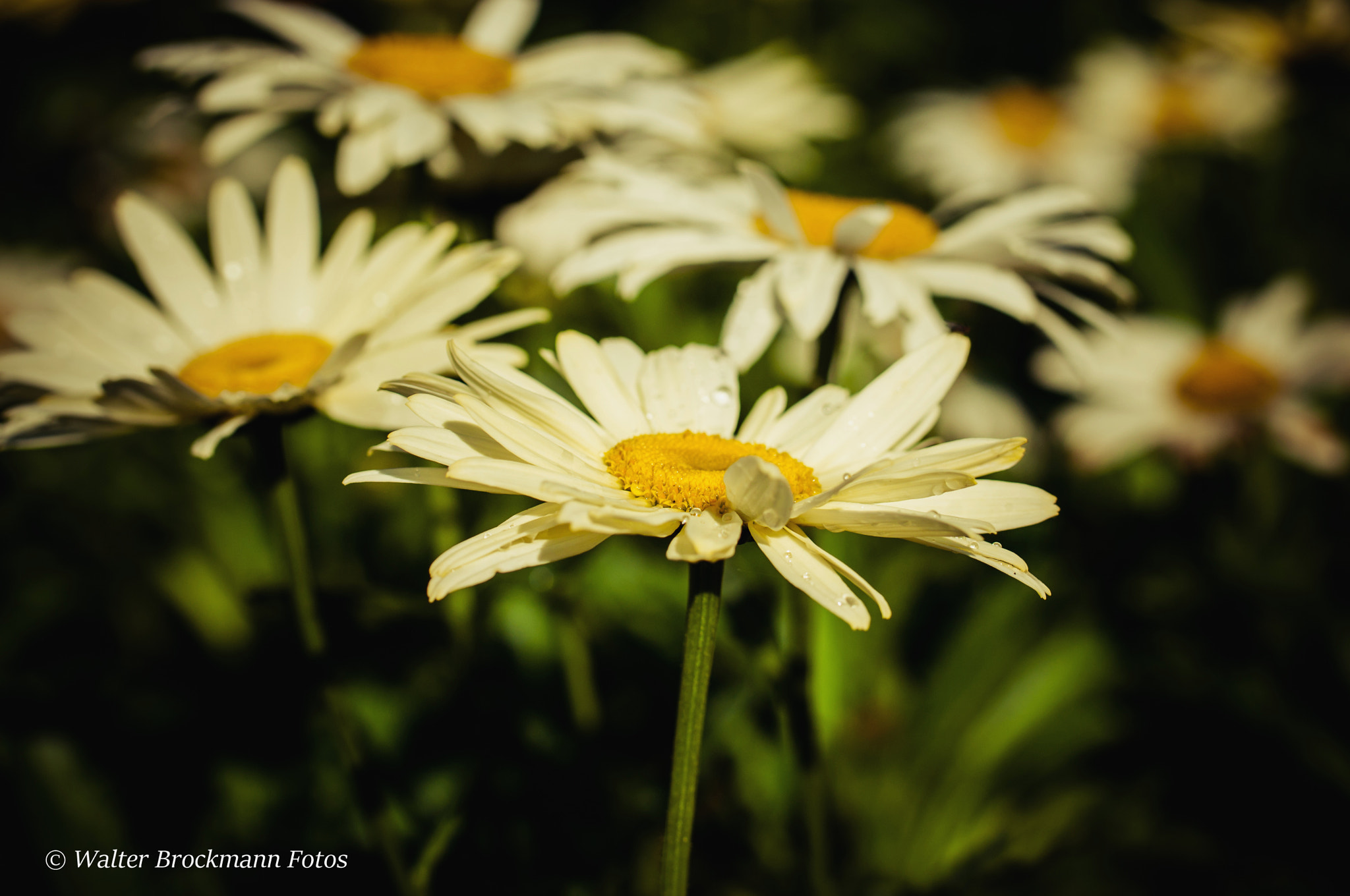 Nikon D5000 sample photo. Tamron 60mm 2.0 macro photography