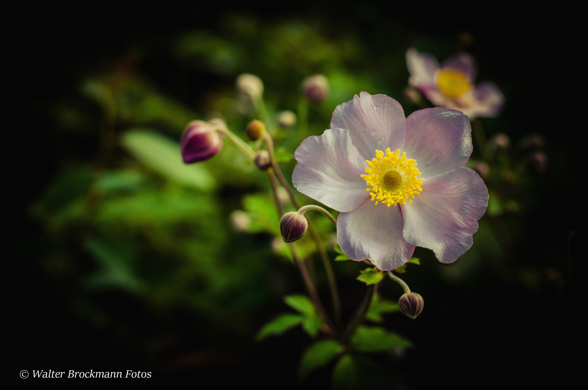 Nikon D5000 sample photo. Tamron 60mm 2.0 macro photography