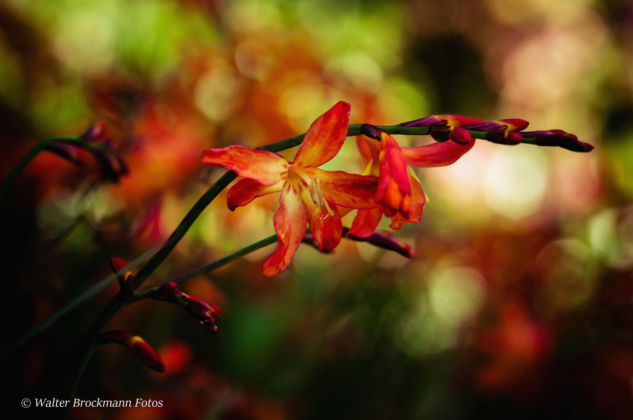 Nikon D5000 sample photo. Tamron 60mm 2.0 macro photography