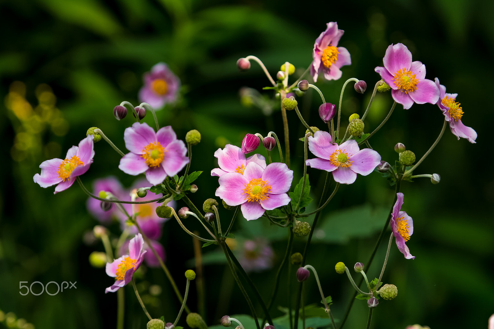 Canon EF 100-400mm F4.5-5.6L IS USM sample photo. My flower world photography
