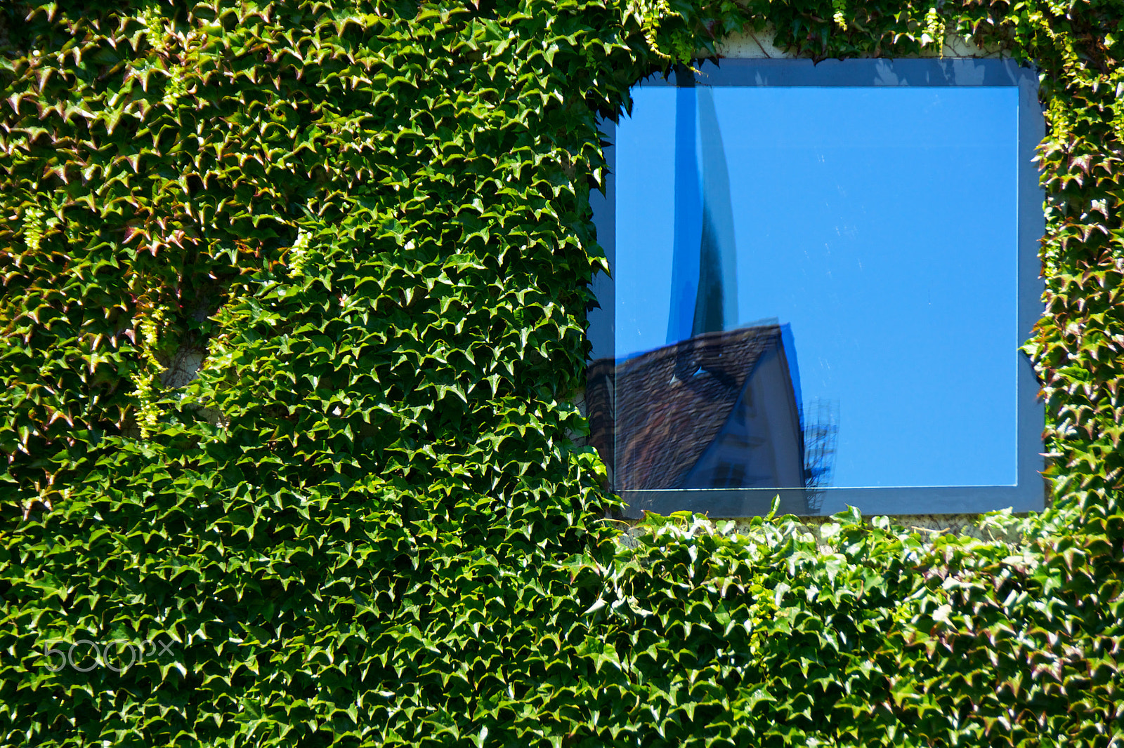 Sony Alpha DSLR-A580 sample photo. Window in the ivy photography