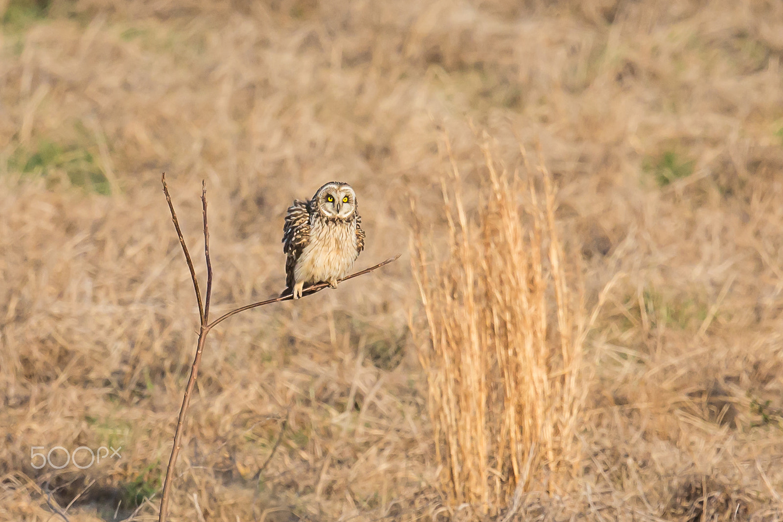 Canon EF 500mm F4L IS II USM sample photo. Unstable perching photography
