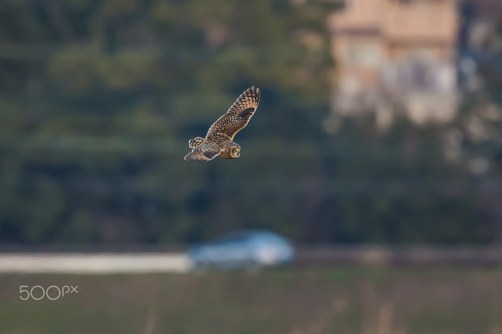 Canon EF 500mm F4L IS II USM sample photo. Owl in a neighboring town photography