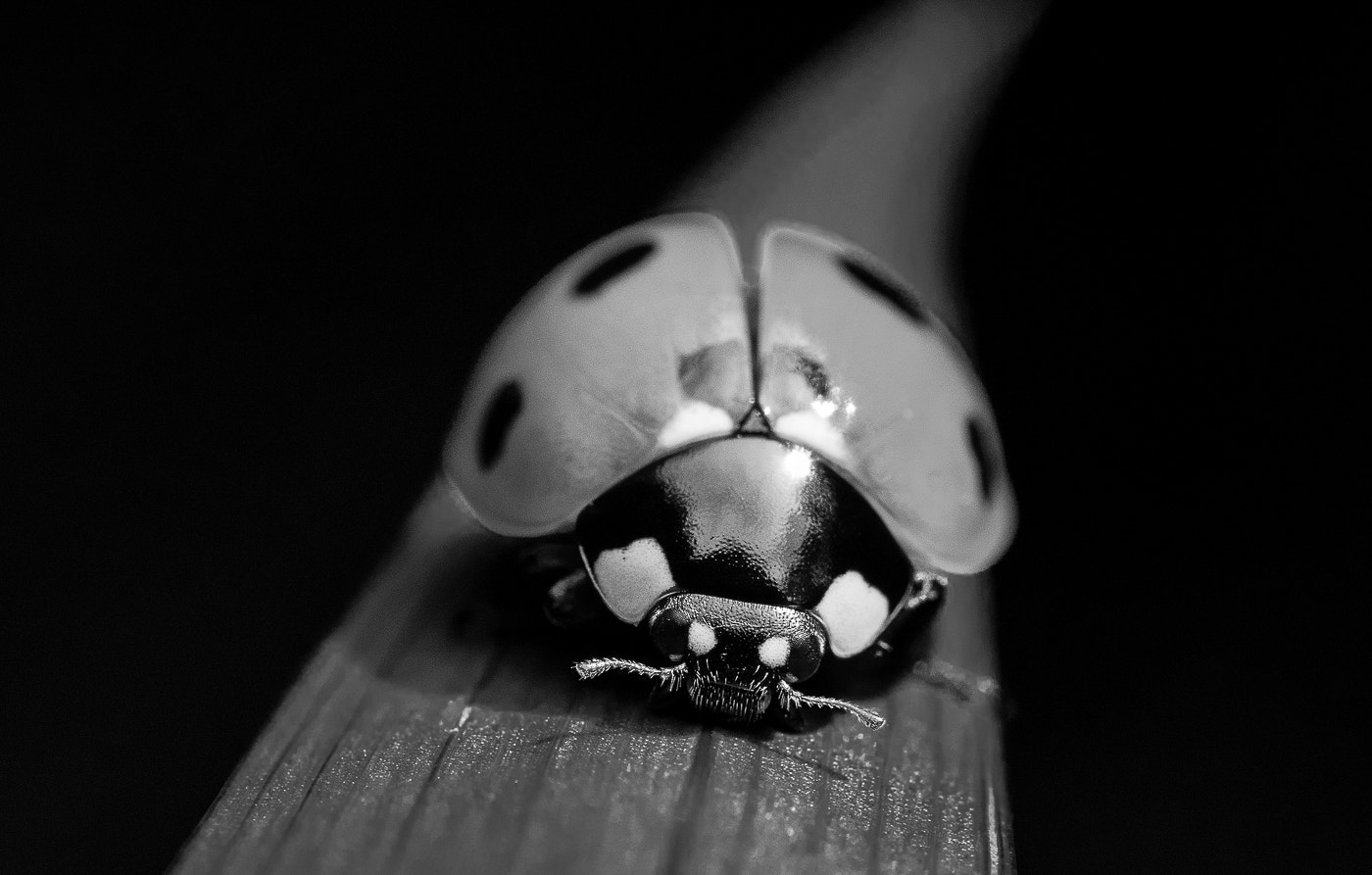 Nikon AF-S Micro-Nikkor 60mm F2.8G ED sample photo. Ladybird photography