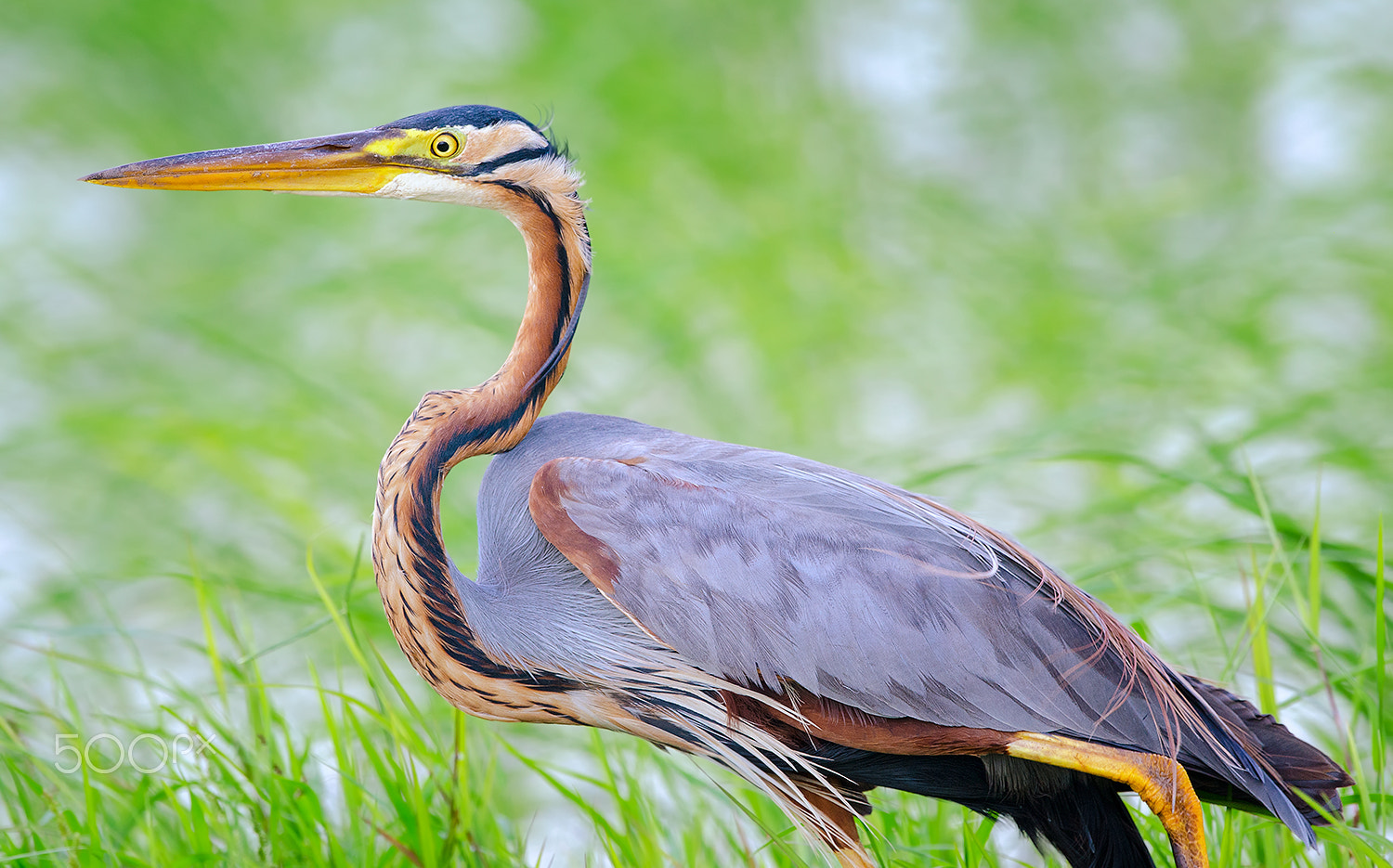 Nikon D7000 + Nikon AF-S Nikkor 500mm F4G ED VR sample photo. Purple heron photography