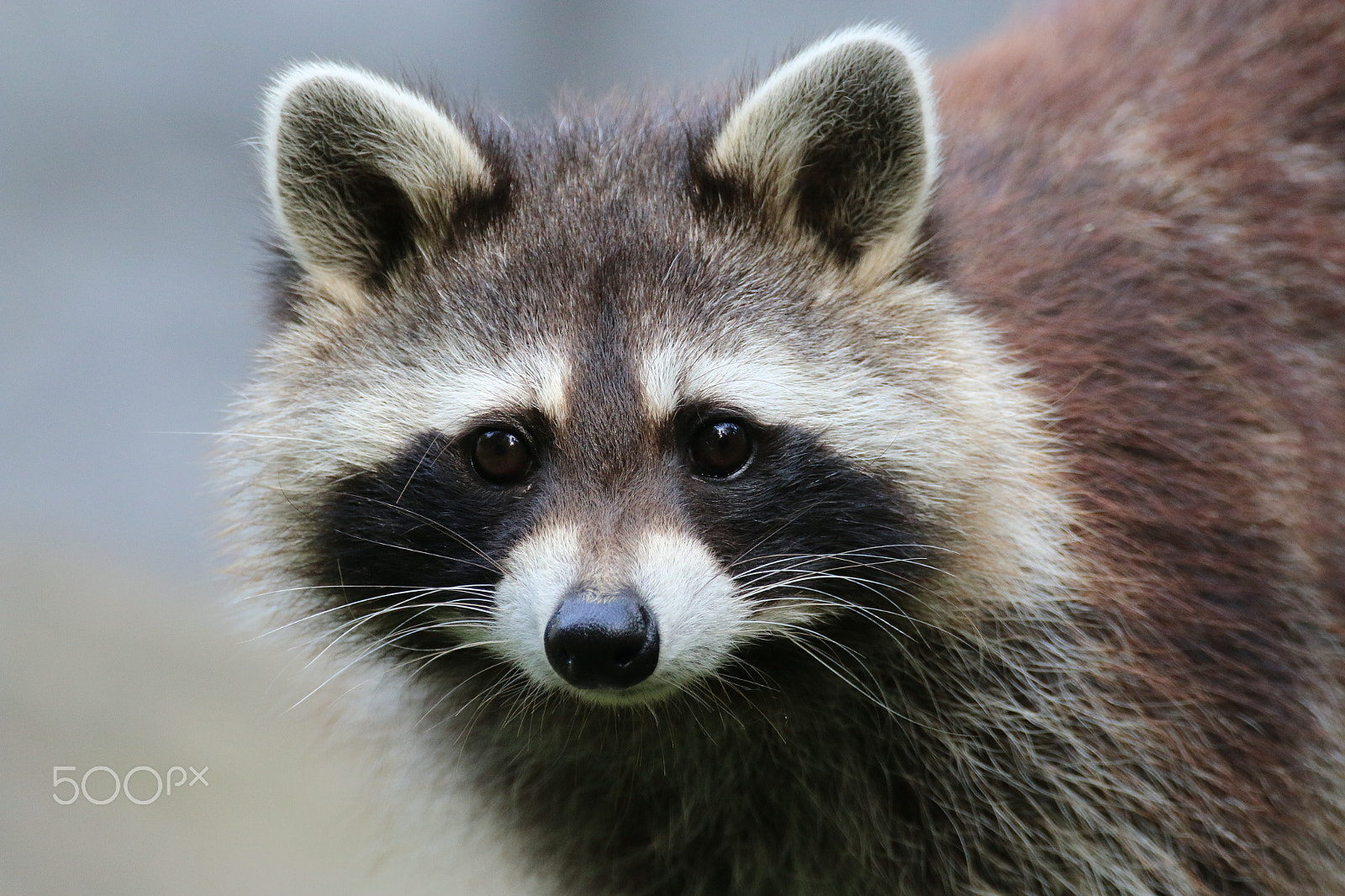 Sigma 150-600mm F5-6.3 DG OS HSM | C sample photo. Lovely face photography