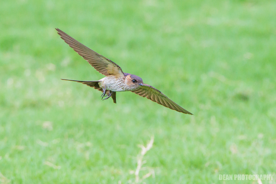 Canon EOS-1D Mark IV sample photo. Flying photography