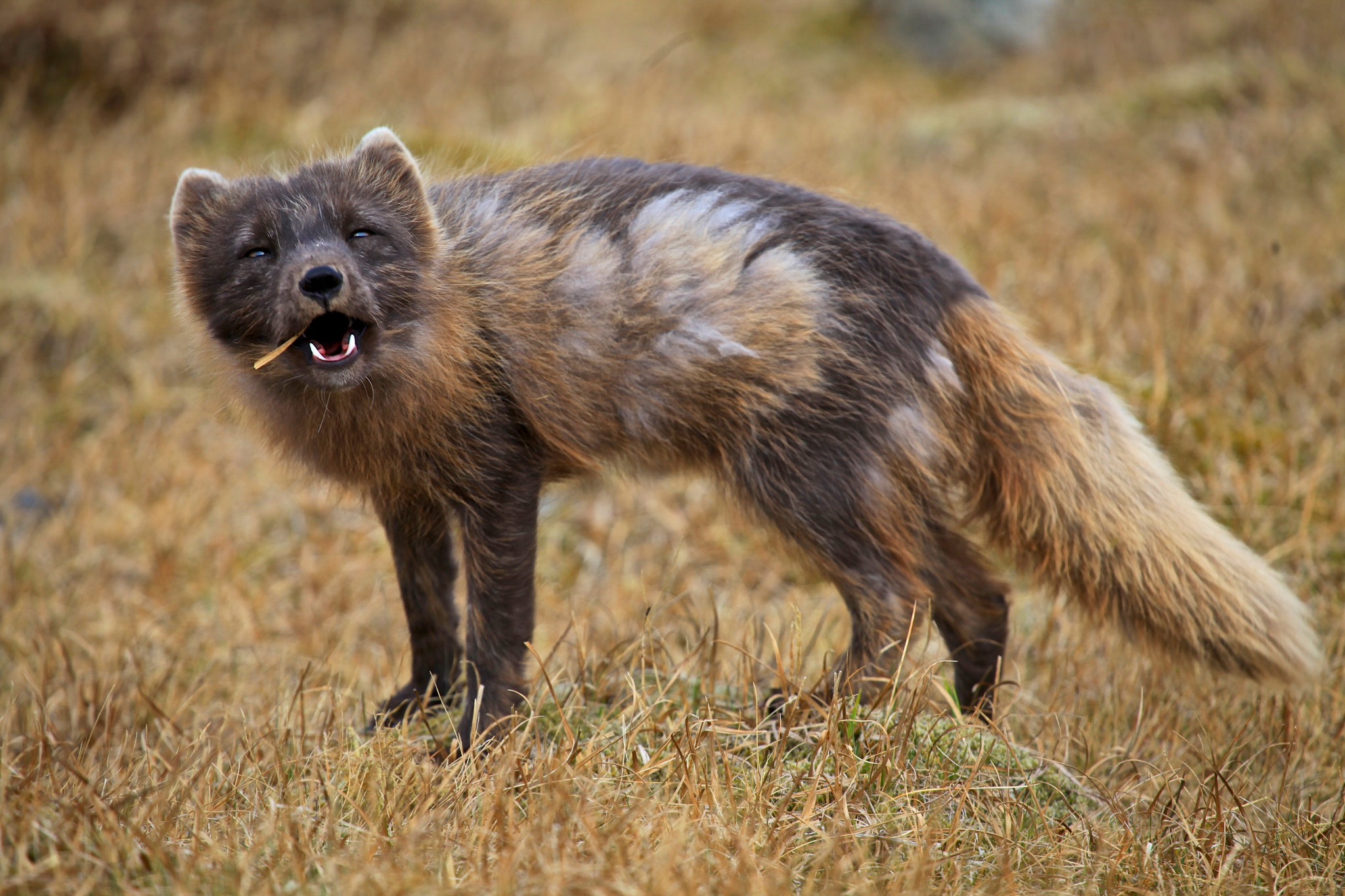 Canon EF 100-400mm F4.5-5.6L IS USM sample photo. Howling fox photography