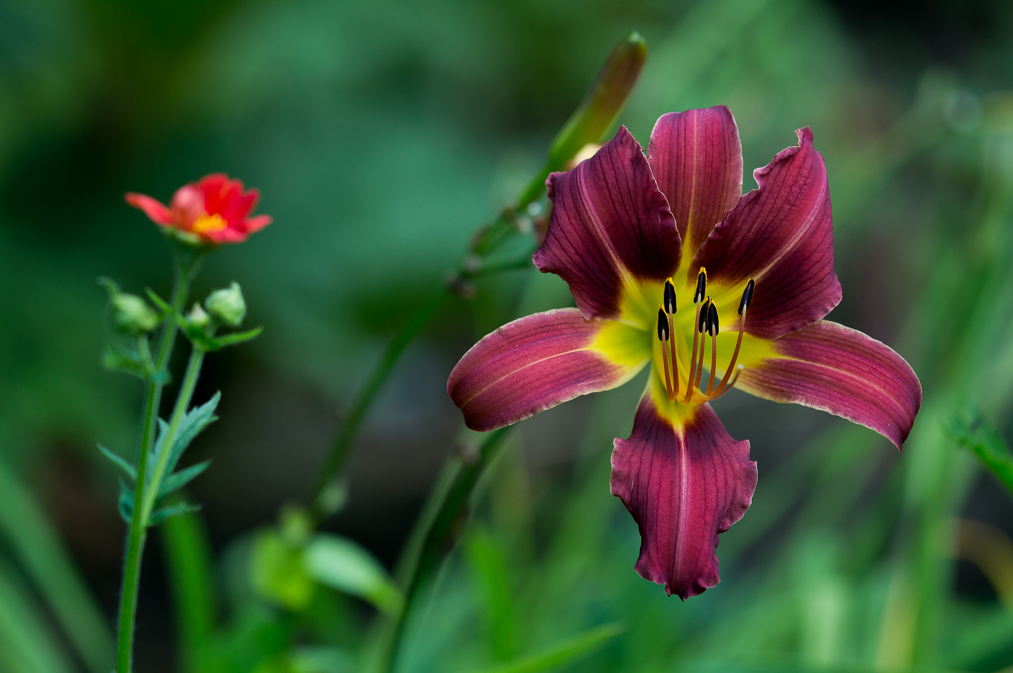 Sony Alpha NEX-6 + Tamron 18-270mm F3.5-6.3 Di II PZD sample photo. Lily i photography