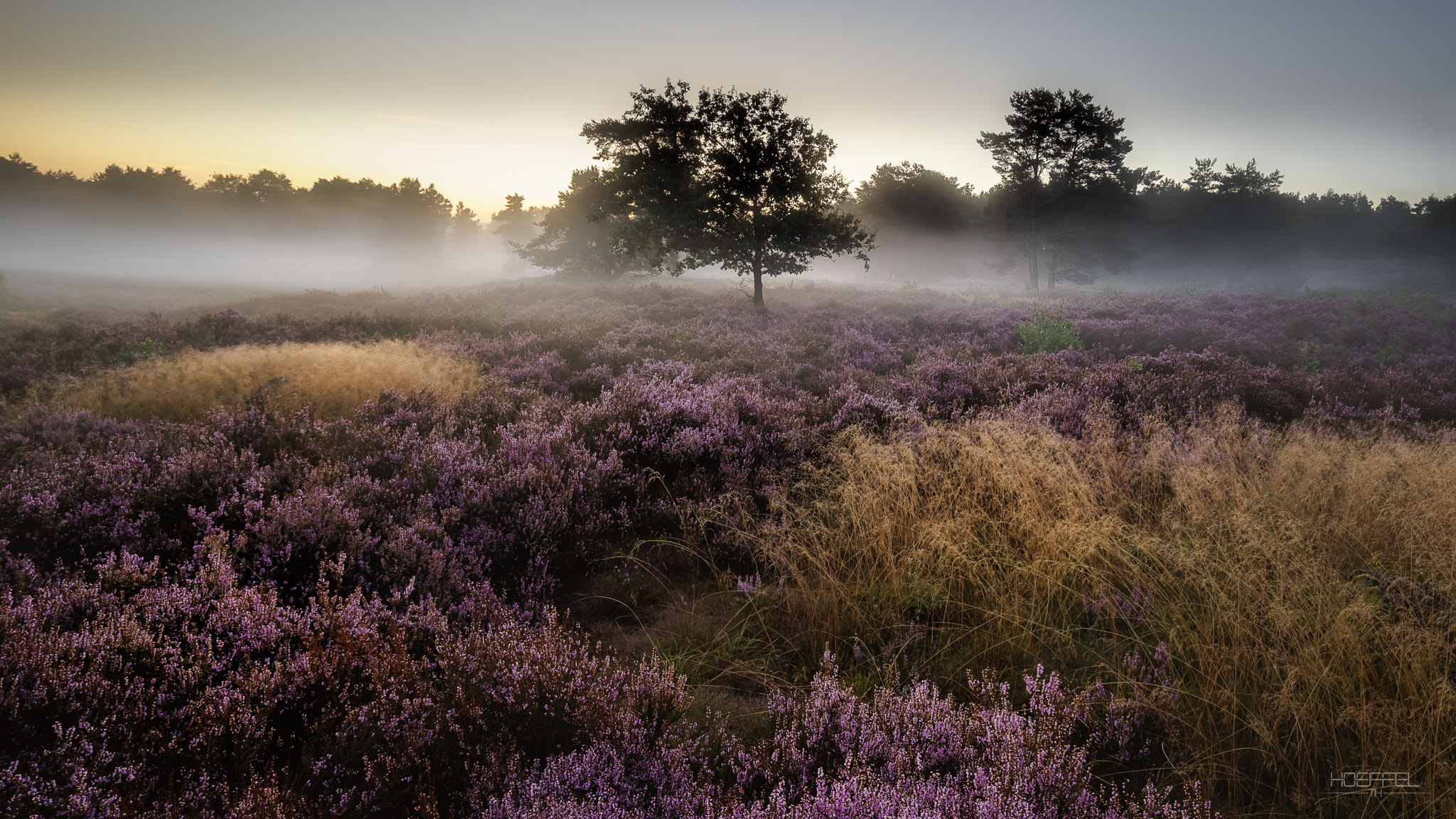Tamron 18-270mm F3.5-6.3 Di II PZD sample photo. Mehlinger heide photography