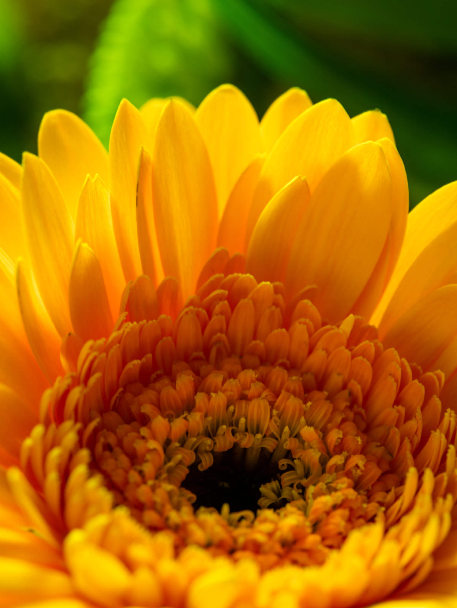 Canon EF 100mm F2.8L Macro IS USM sample photo. Yellow photography