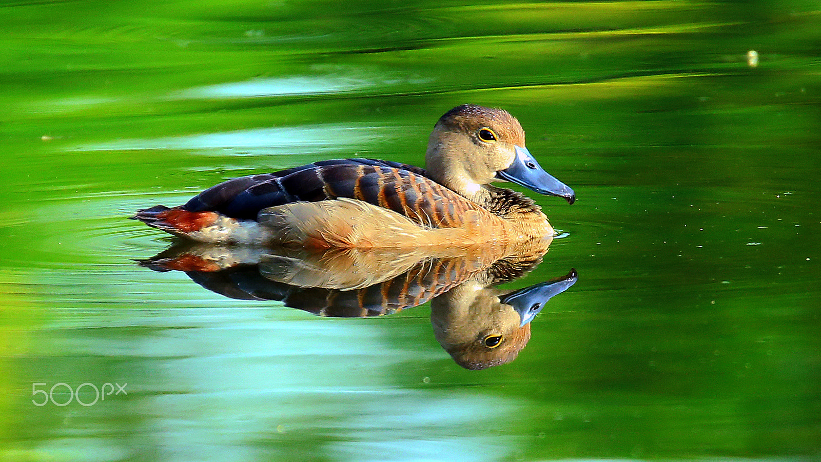 Tamron SP 150-600mm F5-6.3 Di VC USD sample photo. Whistle duck photography