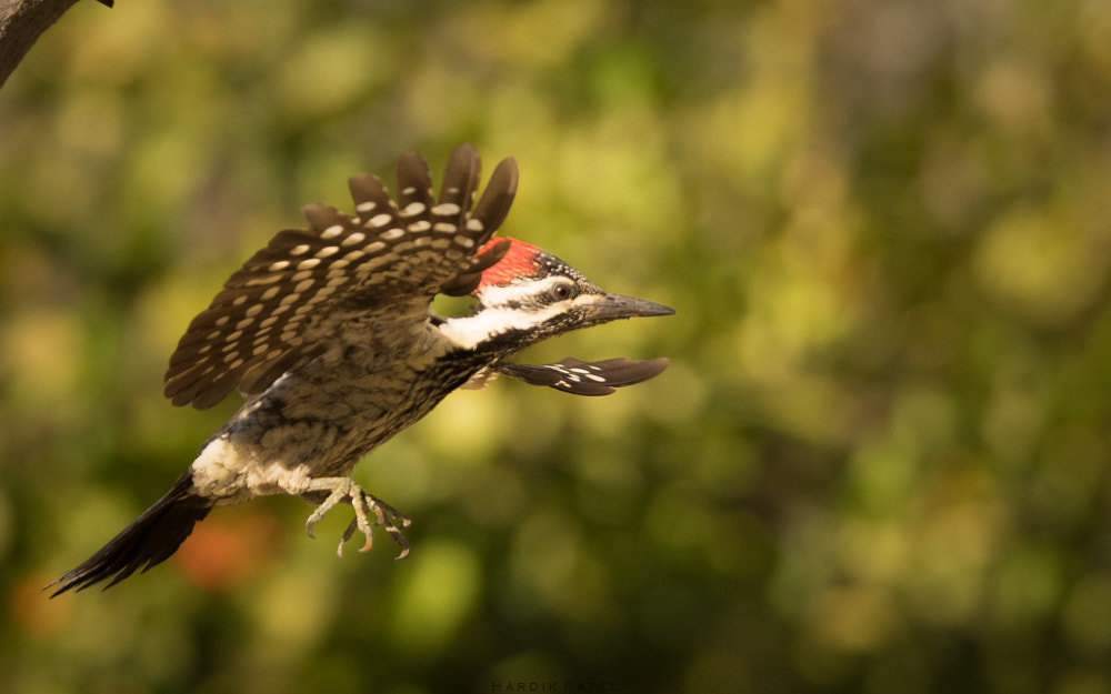 Nikon D5 sample photo. The flight photography