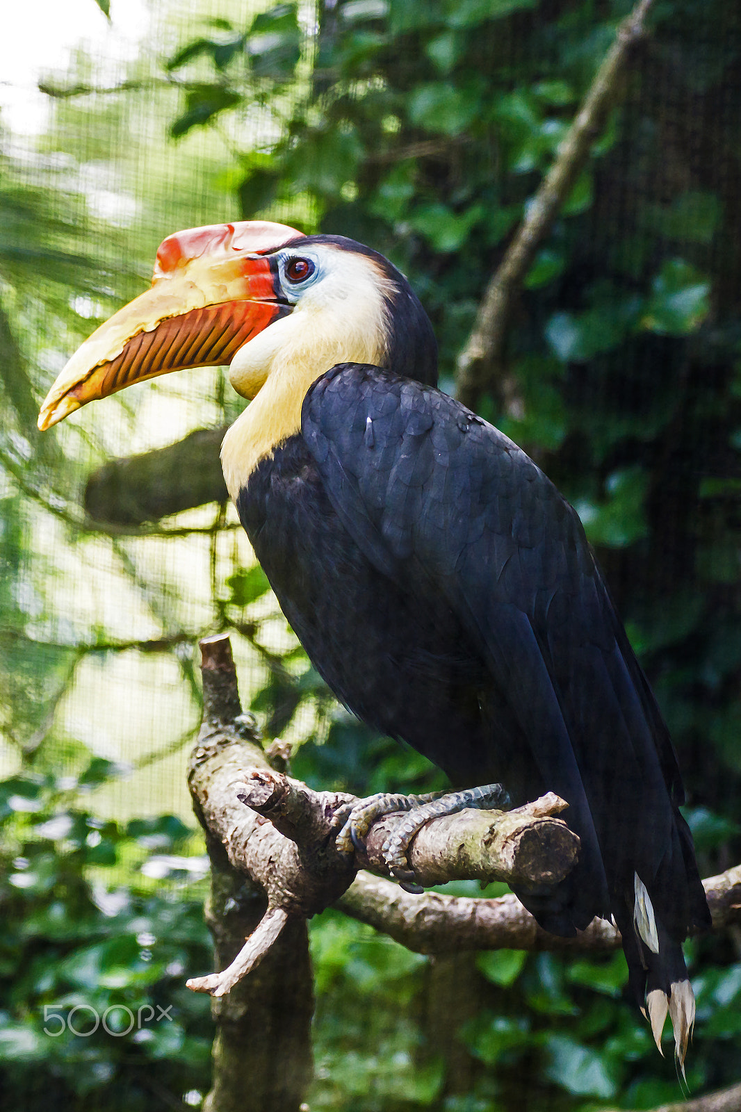 Tamron SP 70-300mm F4-5.6 Di USD sample photo. Admire my magnificent bill. photography
