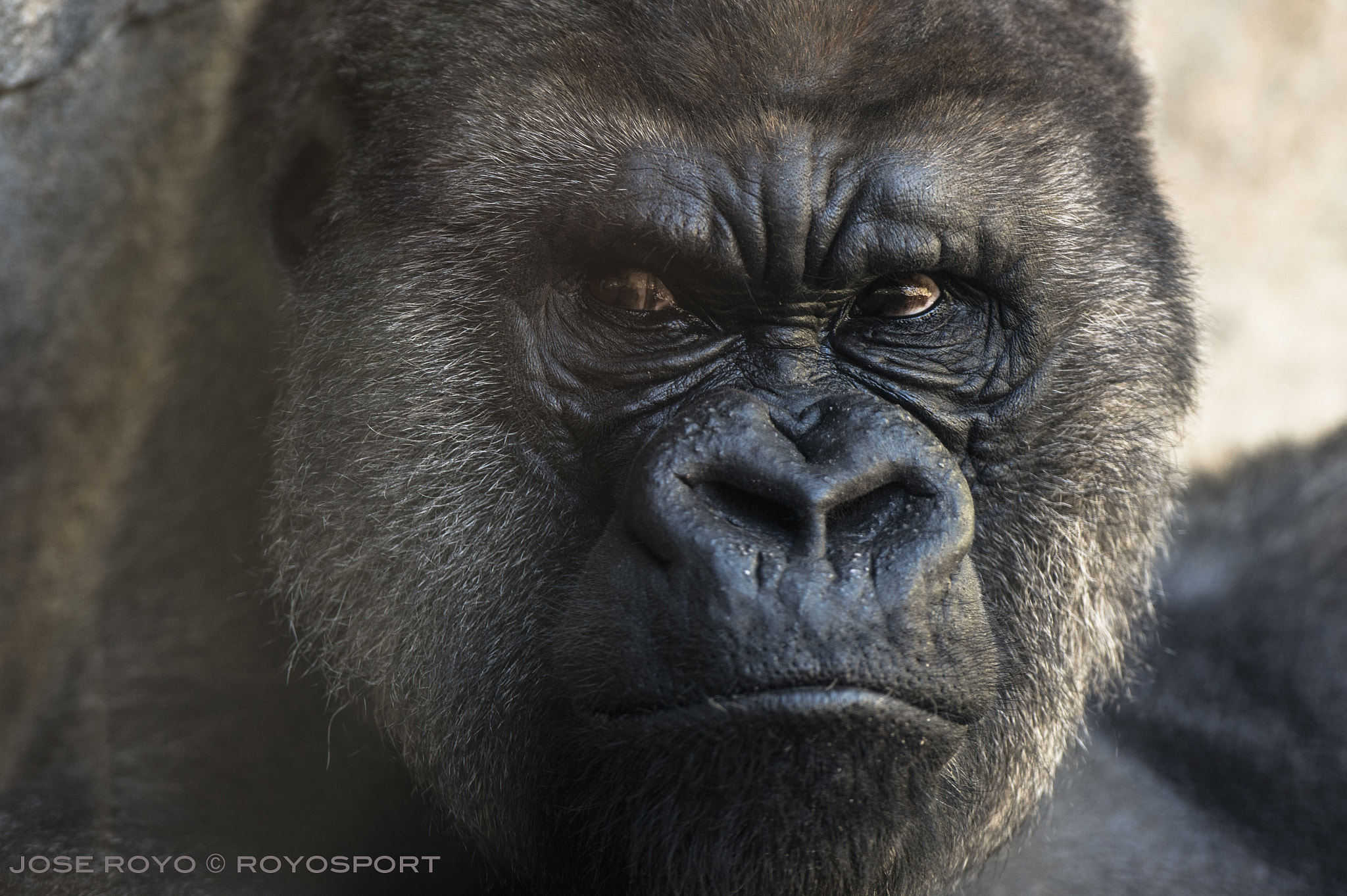 Nikon AF-S Nikkor 300mm F2.8G ED VR II sample photo. Gorila photography