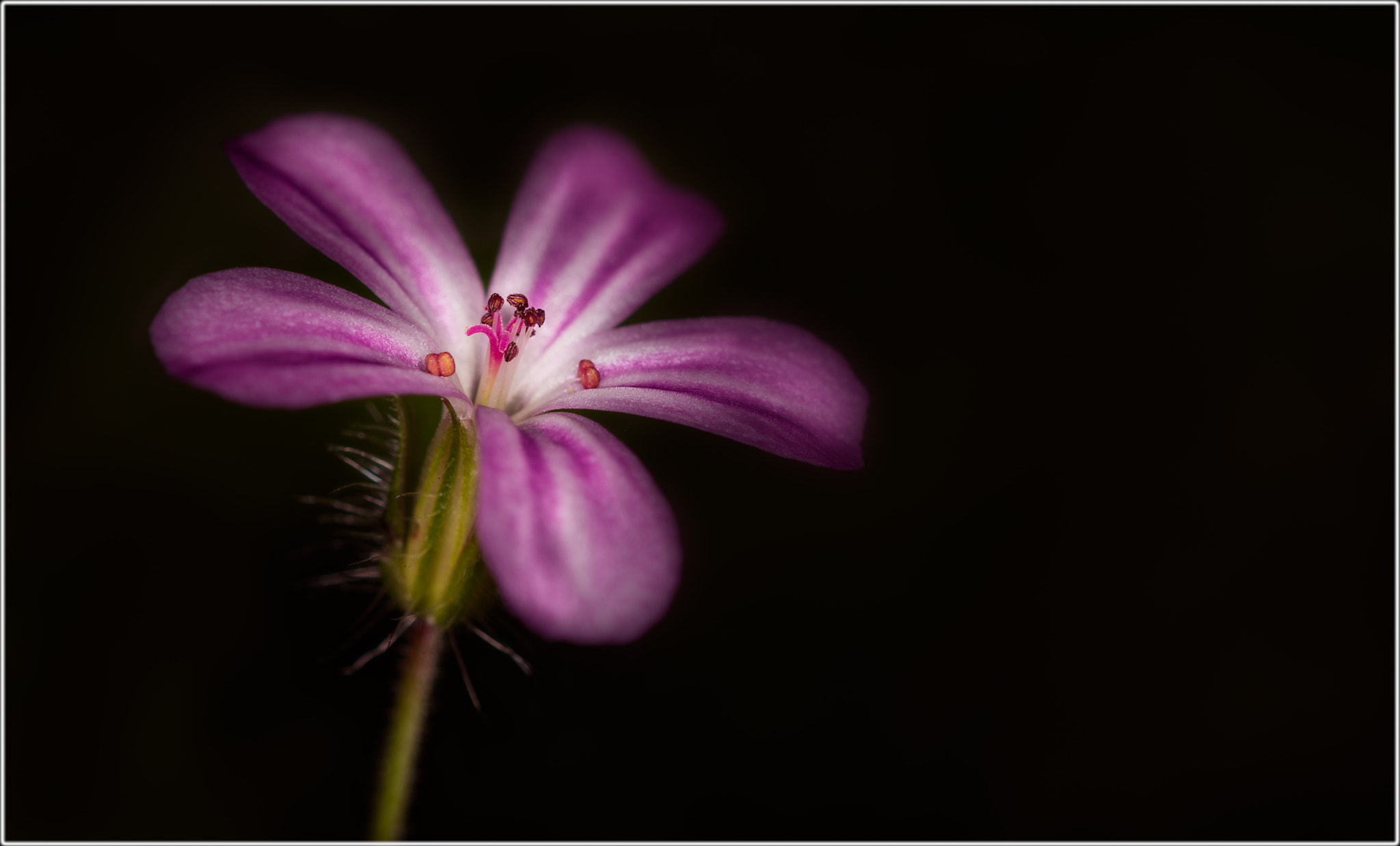 Sigma 105mm F2.8 EX DG OS HSM sample photo. Flower photography