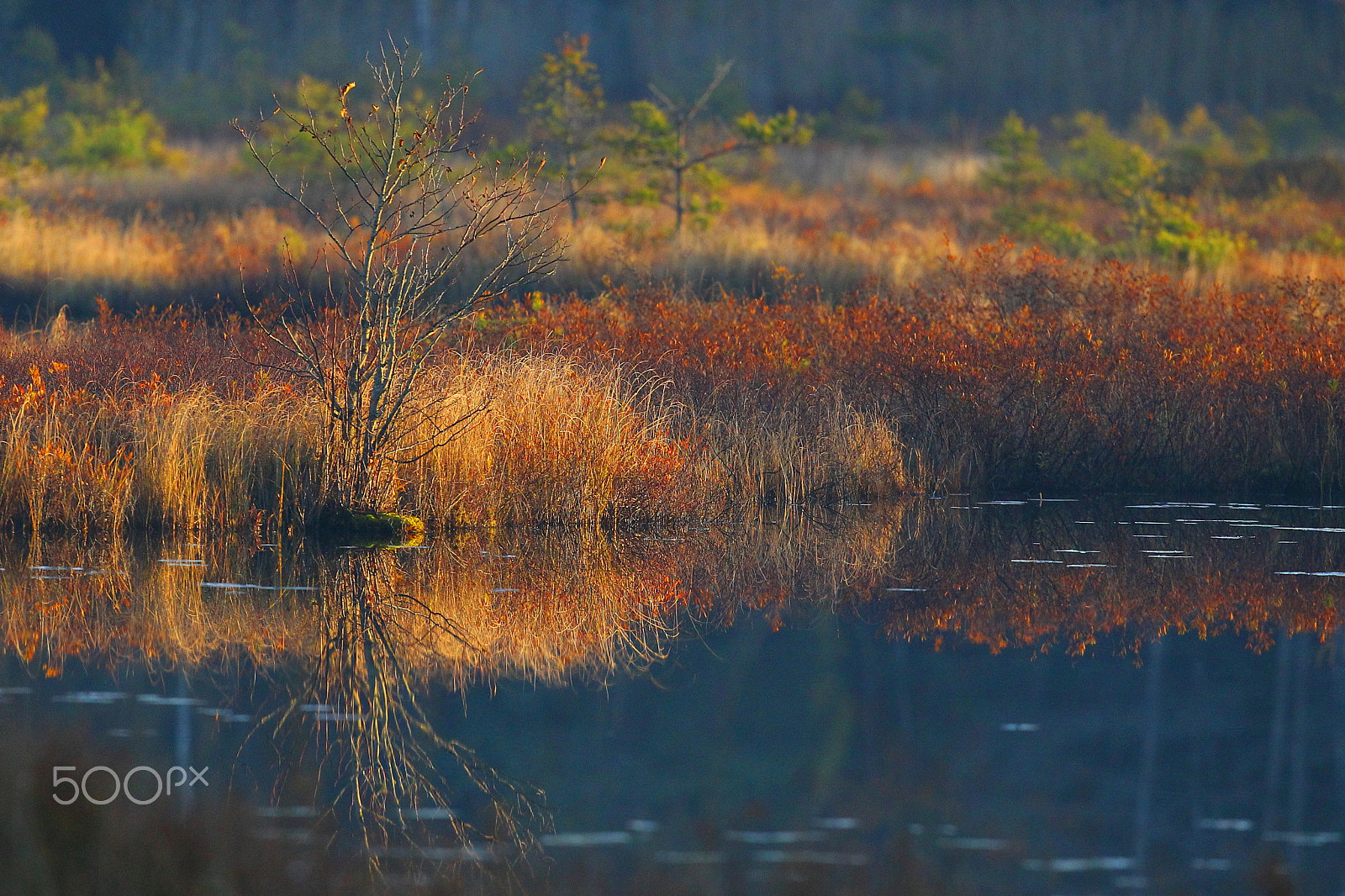 Canon EOS-1D Mark IV + Canon EF 400mm F2.8L IS USM sample photo. Fall colors photography