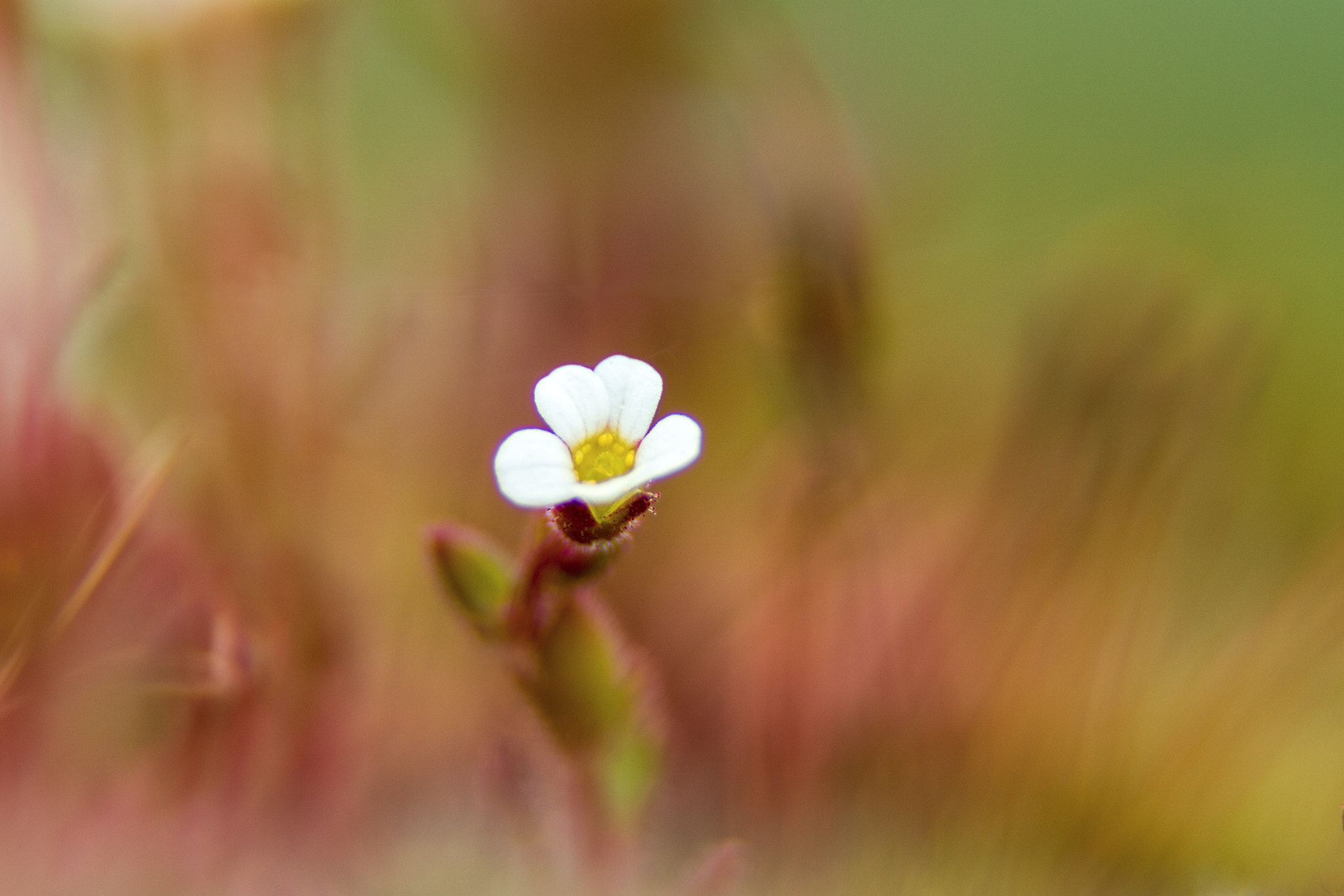 Sigma 105mm F2.8 EX DG OS HSM sample photo. Img photography
