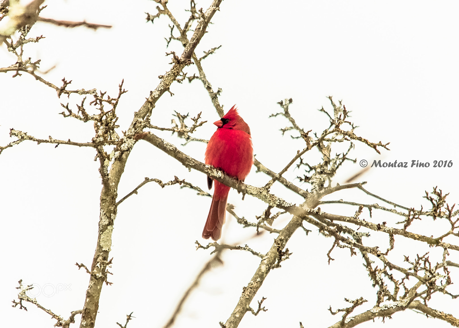 Sigma 150-500mm F5-6.3 DG OS HSM sample photo. North cardinal photography