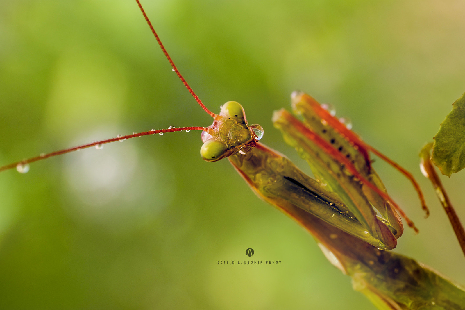 ZEISS Touit 50mm F2.8 sample photo. Mantodea 4 photography