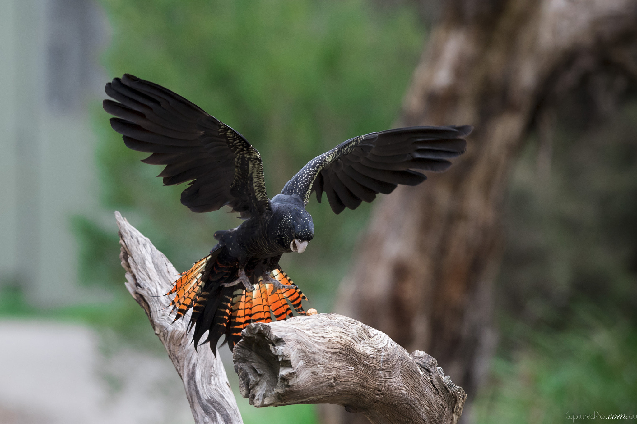 Nikon AF-S Nikkor 400mm F2.8E FL ED VR sample photo. Just beautiful!!! photography