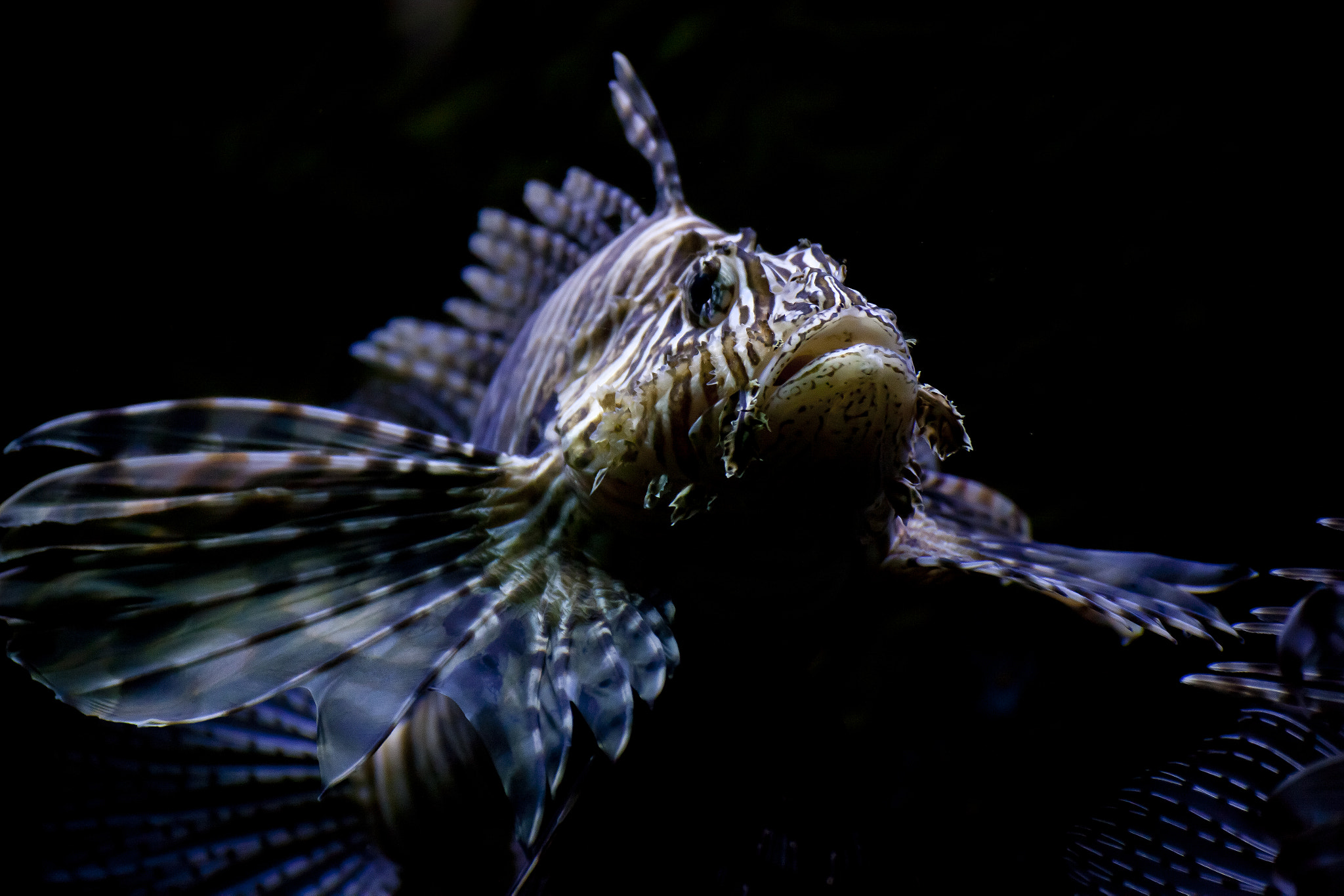 Tamron SP 35mm F1.8 Di VC USD sample photo. Deadly and beautyful photography