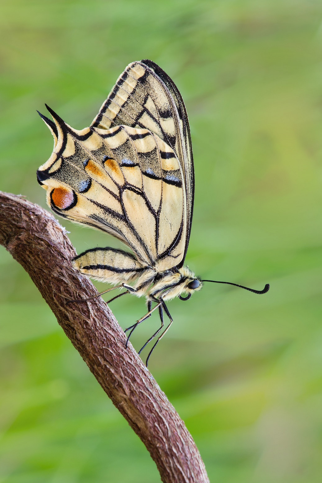 Tamron SP AF 180mm F3.5 Di LD (IF) Macro sample photo. Ripidamente photography