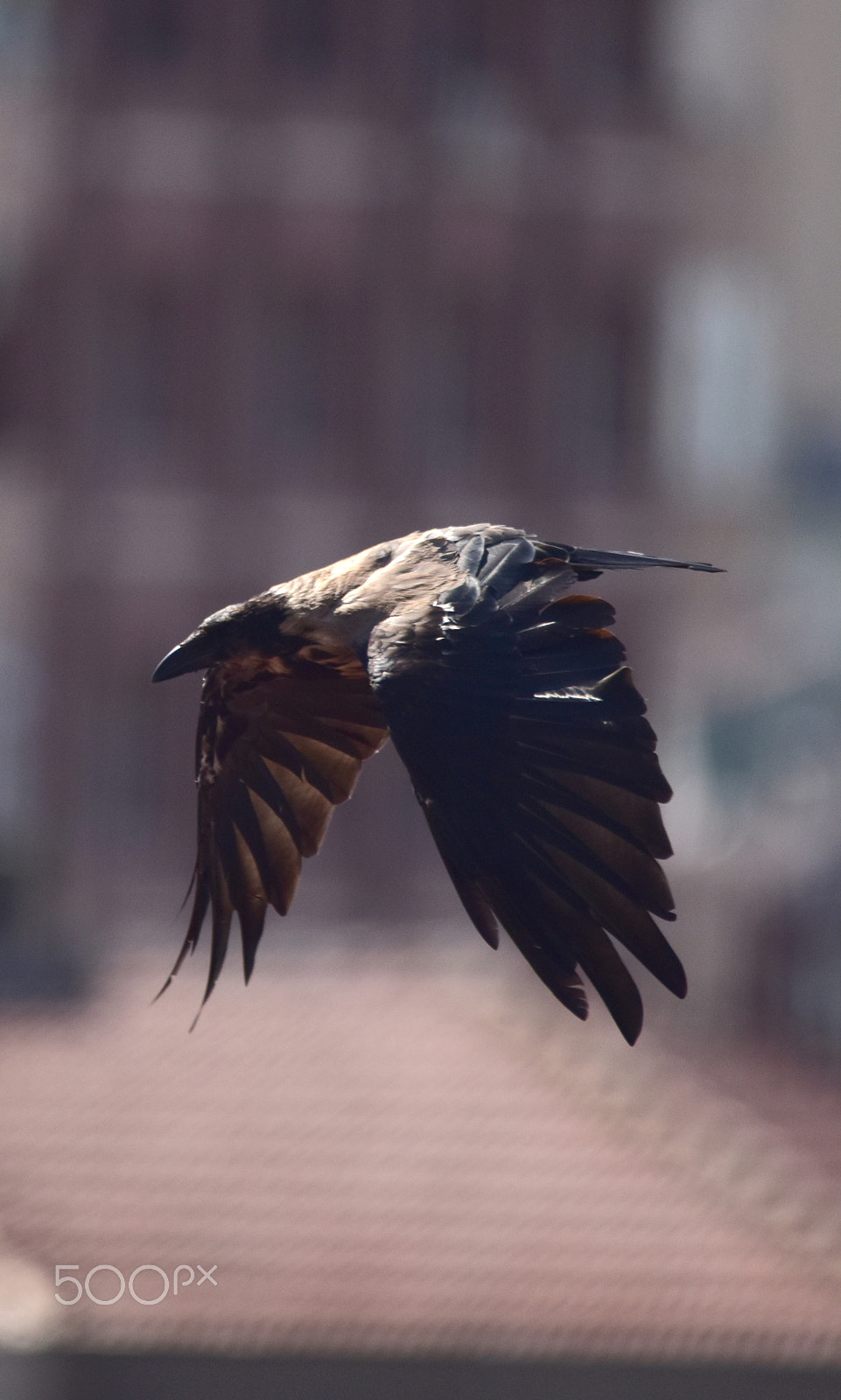Sigma 150-500mm F5-6.3 DG OS HSM sample photo. Flight photography