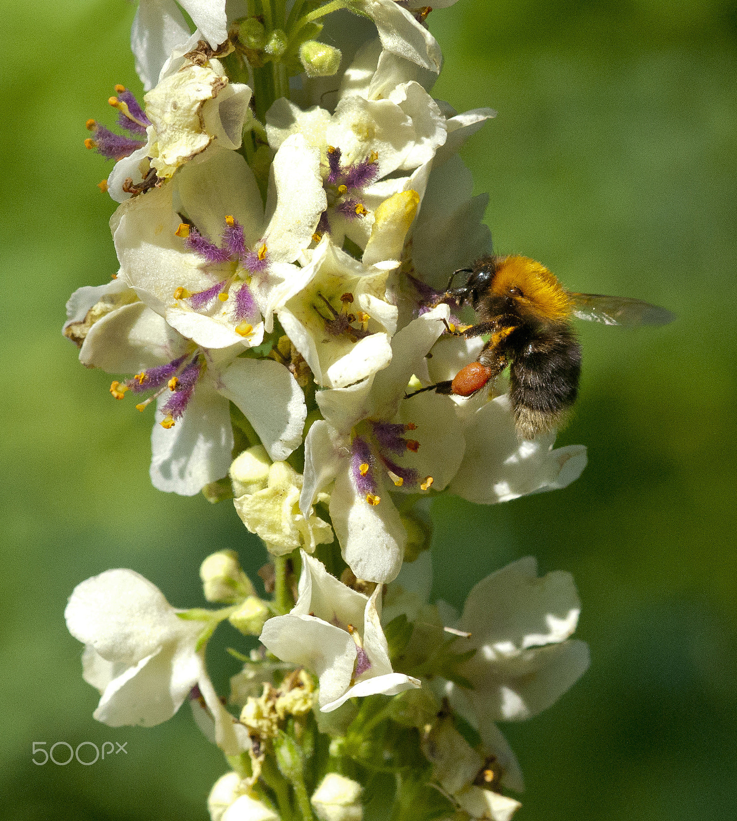 Sigma 105mm F2.8 EX DG Macro sample photo. Bee on a flower photography