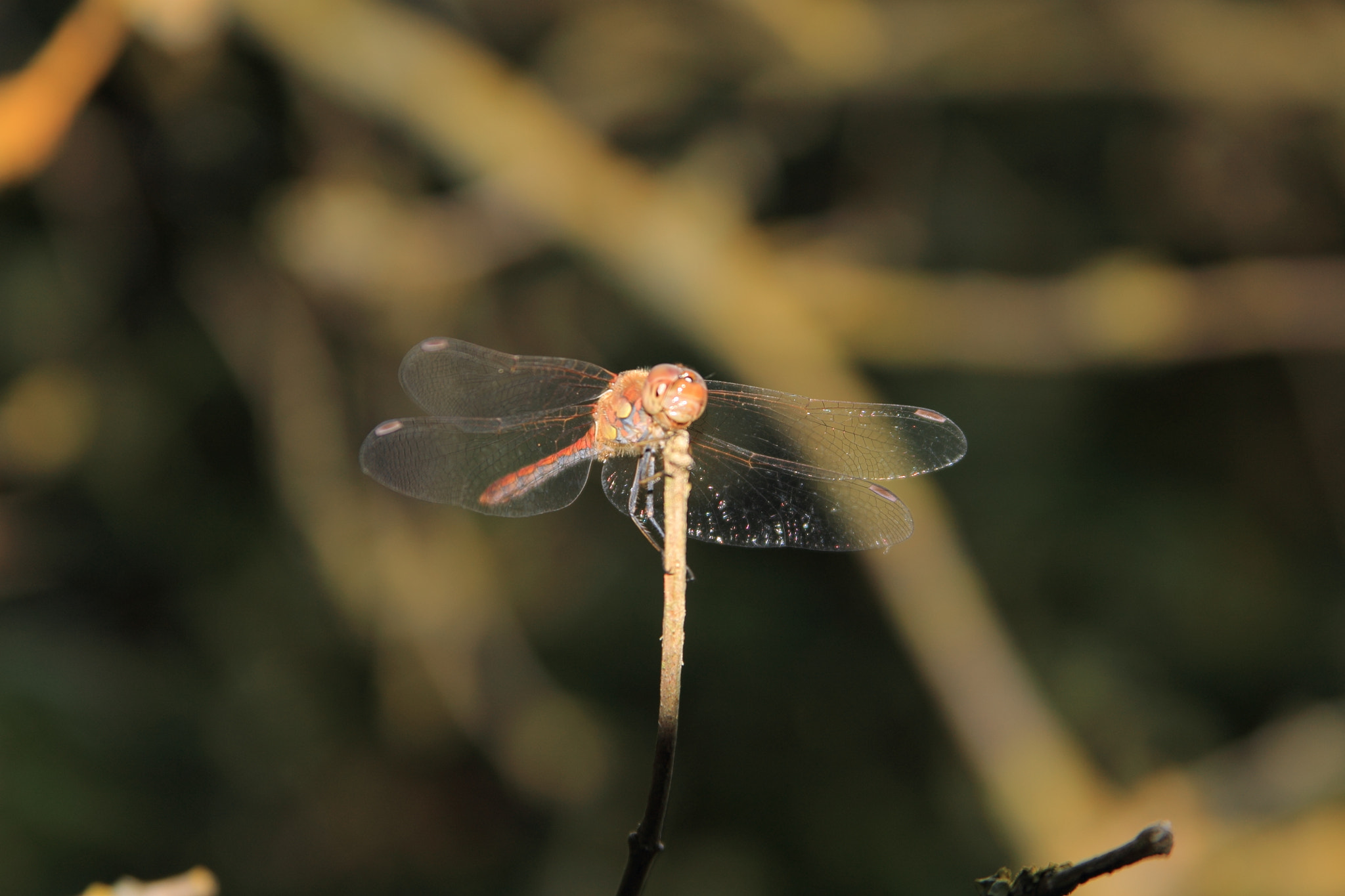 Canon EF 28-135mm F3.5-5.6 IS USM sample photo. Smiling dragonfly photography