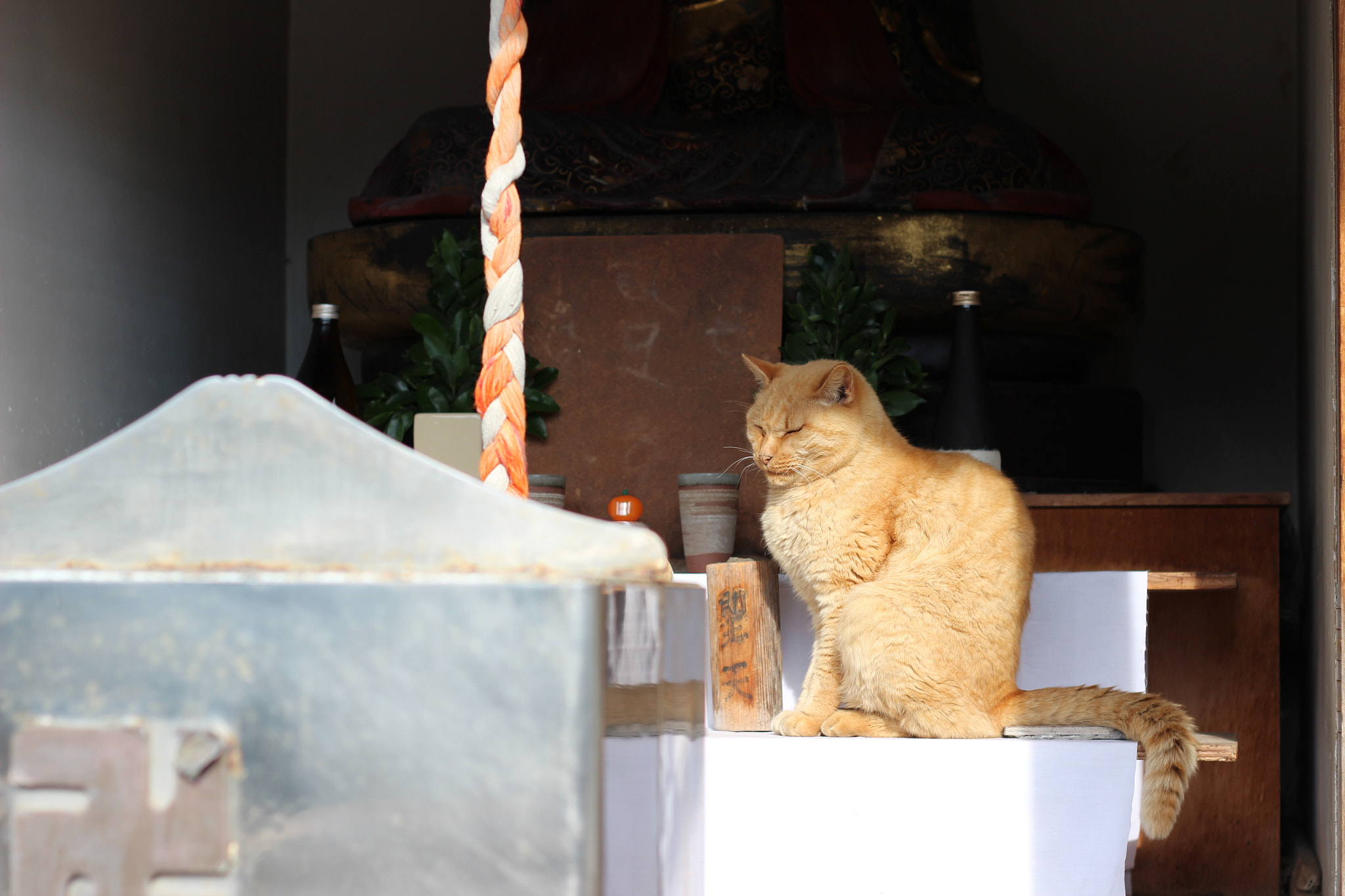 Canon EOS 600D (Rebel EOS T3i / EOS Kiss X5) sample photo. Cat in shrine photography