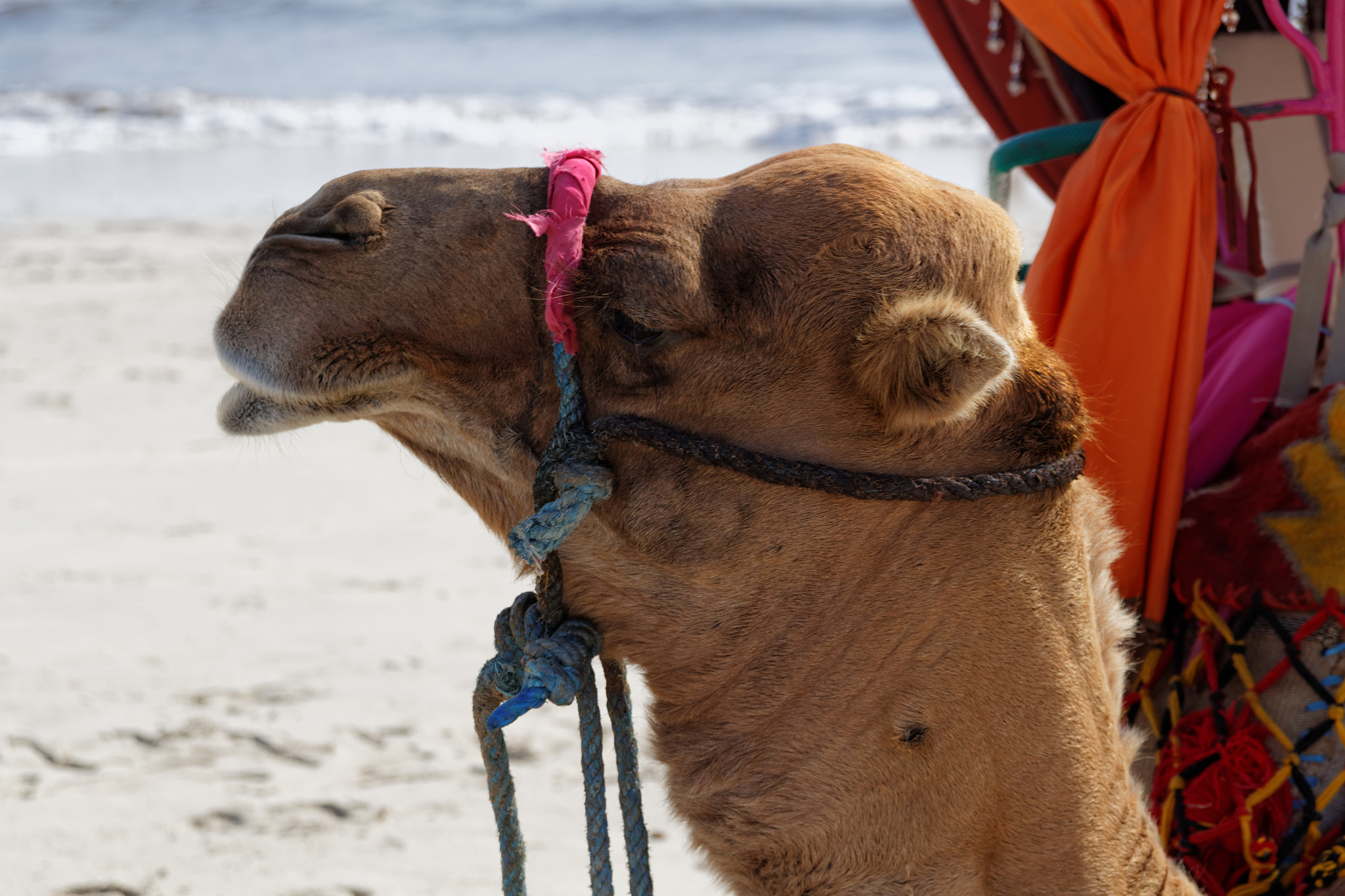 Canon EOS 100D (EOS Rebel SL1 / EOS Kiss X7) sample photo. Camel photography