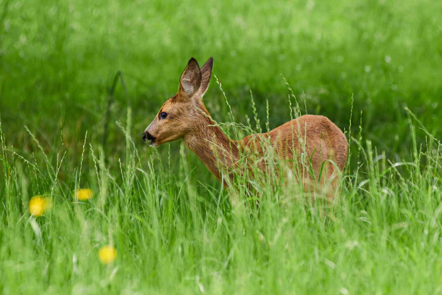 Olympus OM-D E-M1 + LEICA DG 100-400/F4.0-6.3 sample photo. Dear deer photography
